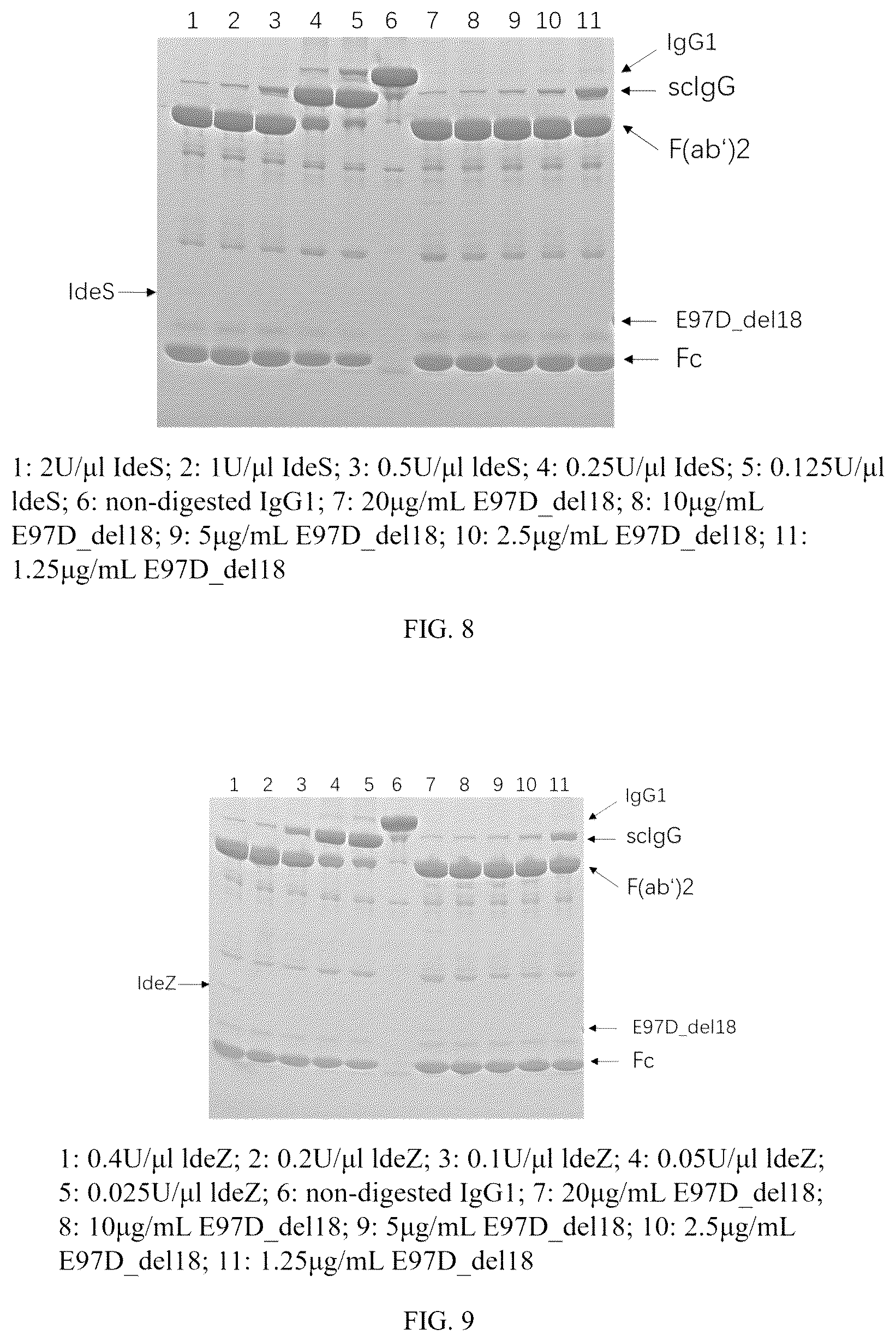 Patent US12319942 Figure 4 – Use of mutant of immunoglobulin degrading enzyme IdeE