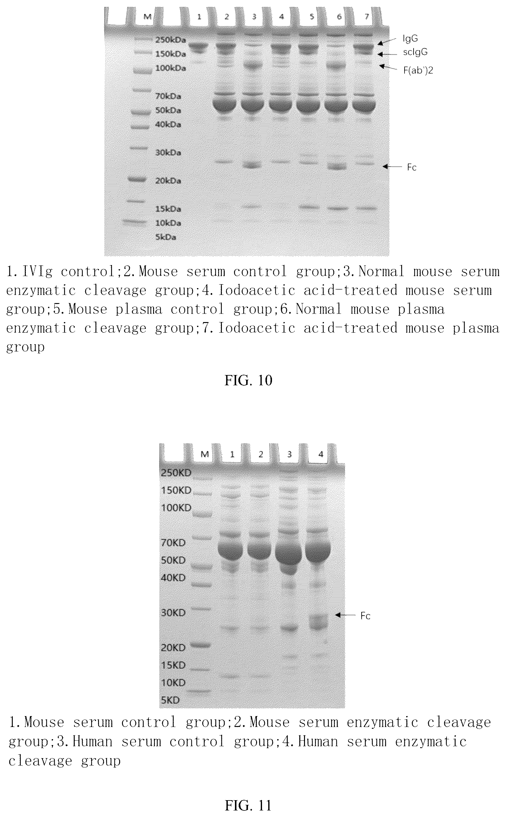 Patent US12319942 Figure 5 – Use of mutant of immunoglobulin degrading enzyme IdeE