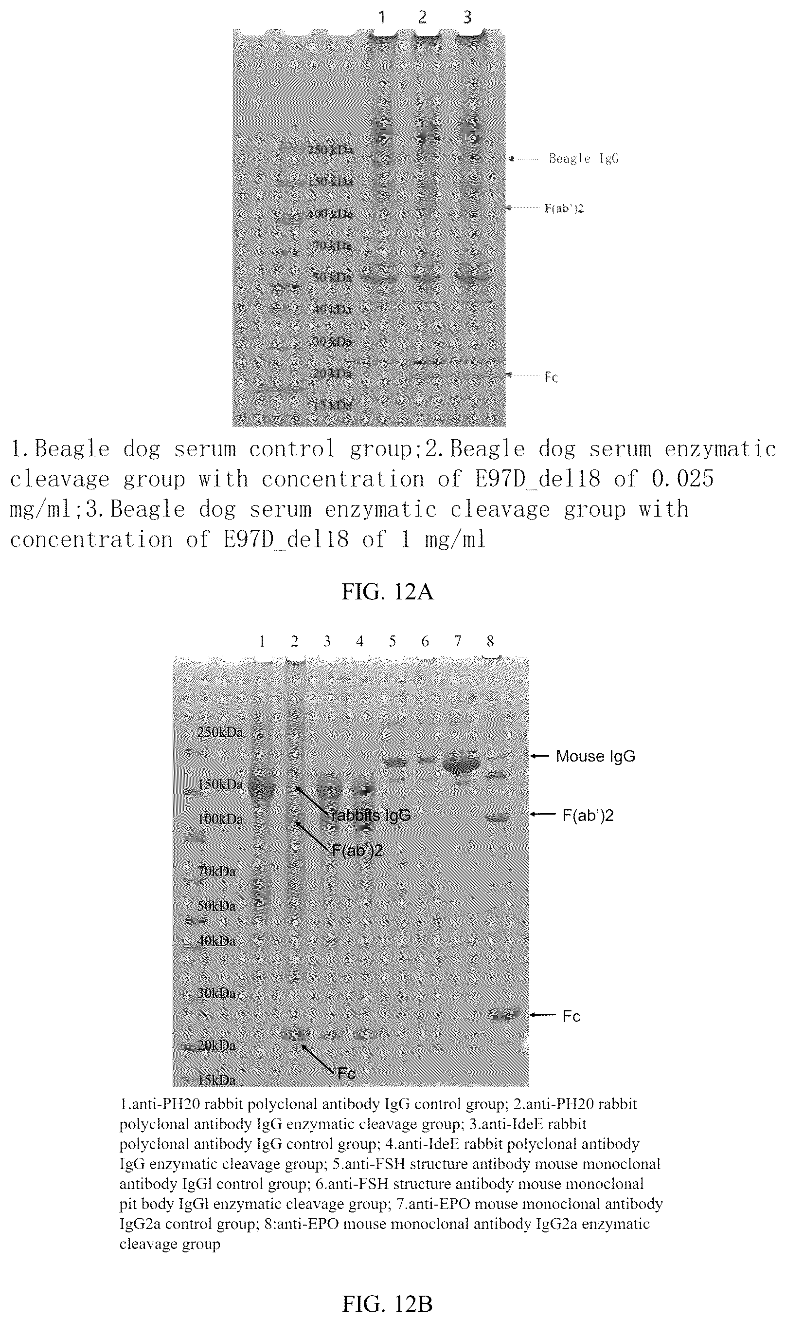 Patent US12319942 Figure 6 – Use of mutant of immunoglobulin degrading enzyme IdeE
