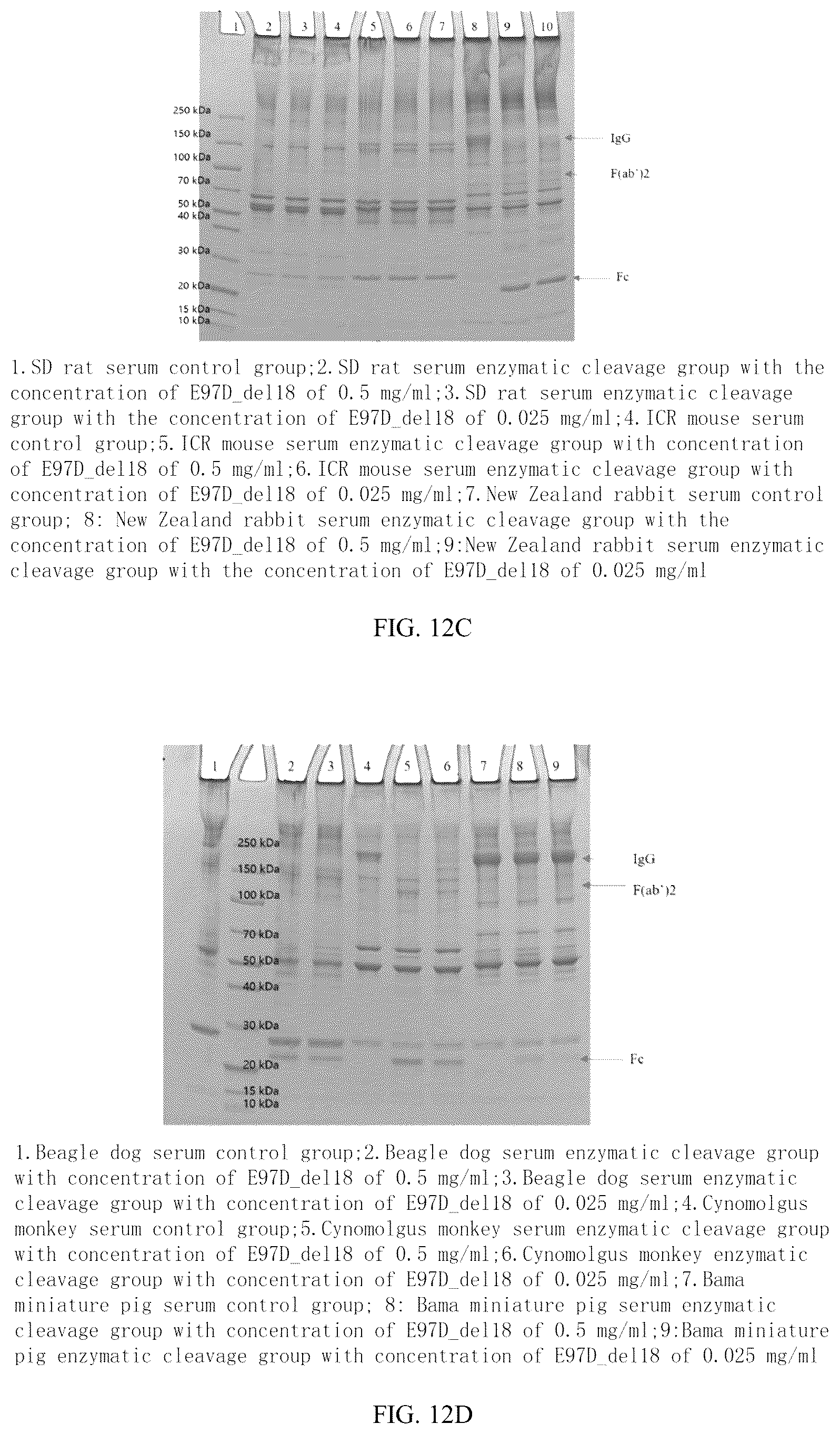 Patent US12319942 Figure 7 – Use of mutant of immunoglobulin degrading enzyme IdeE