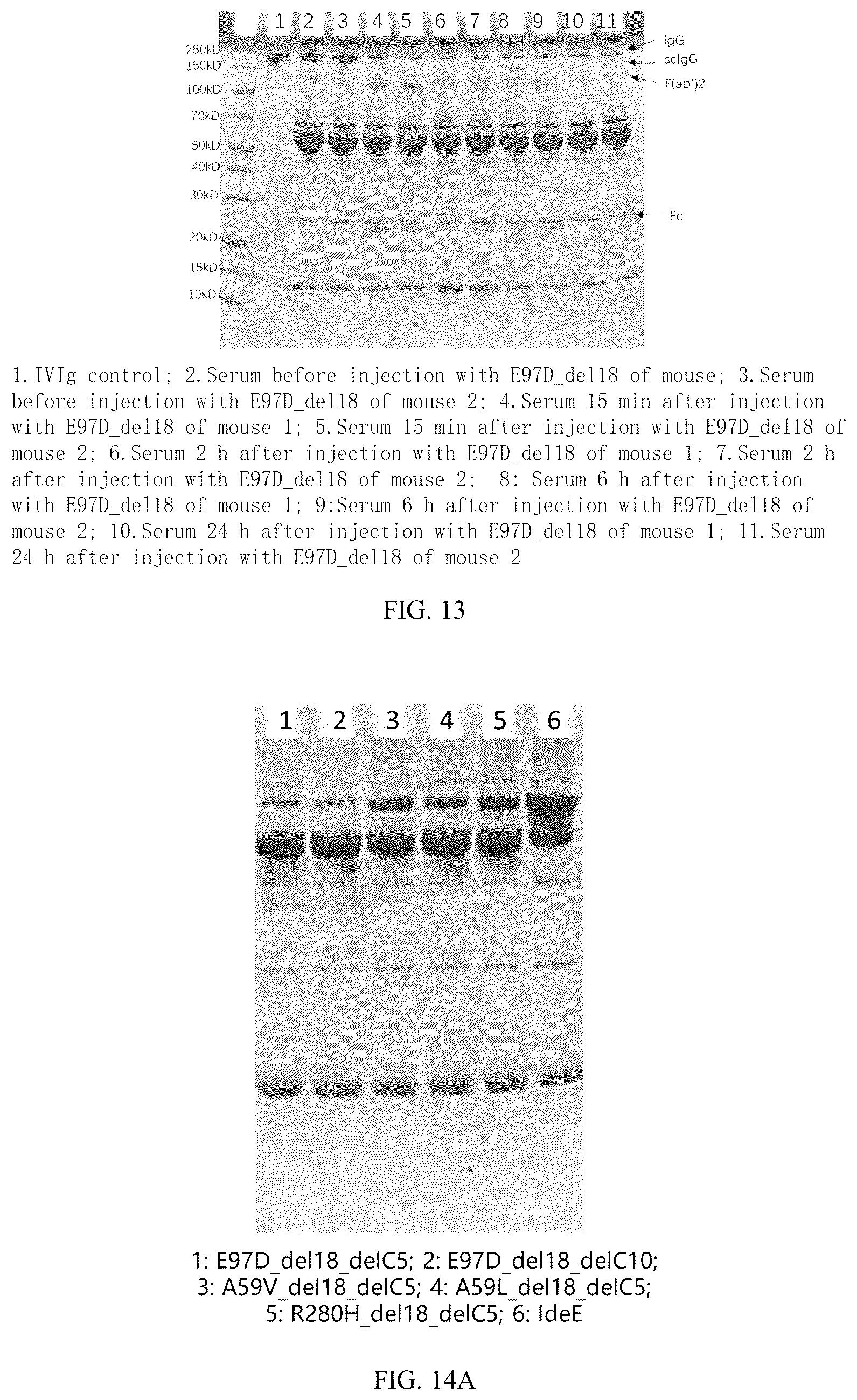 Patent US12319942 Figure 8 – Use of mutant of immunoglobulin degrading enzyme IdeE