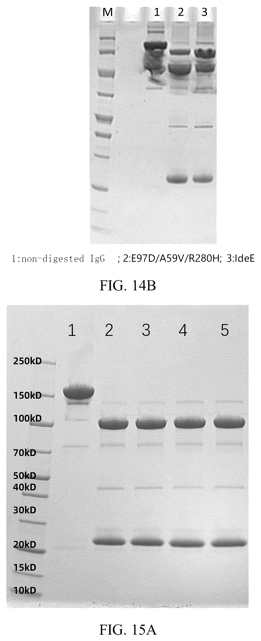 Patent US12319942 Figure 9 – Use of mutant of immunoglobulin degrading enzyme IdeE