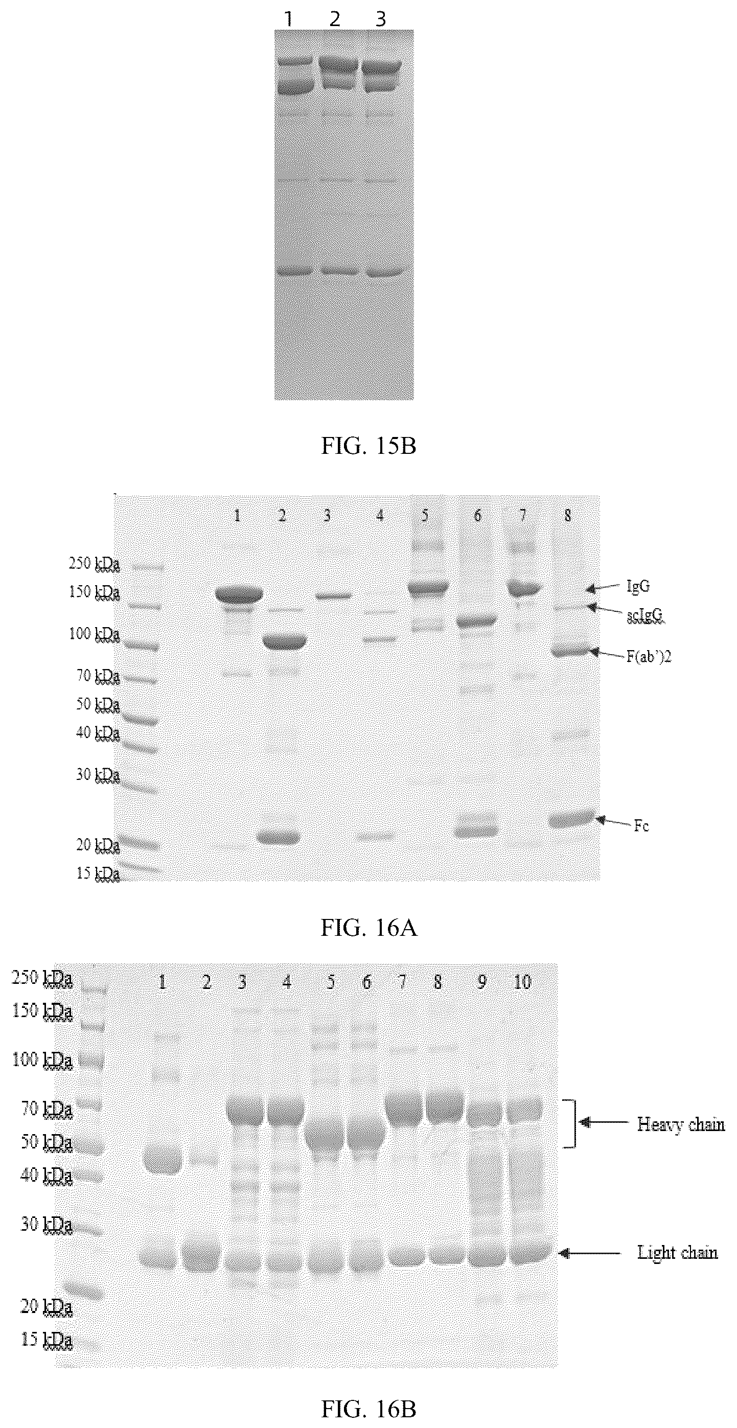 Patent US12319942 Figure 10 – Use of mutant of immunoglobulin degrading enzyme IdeE