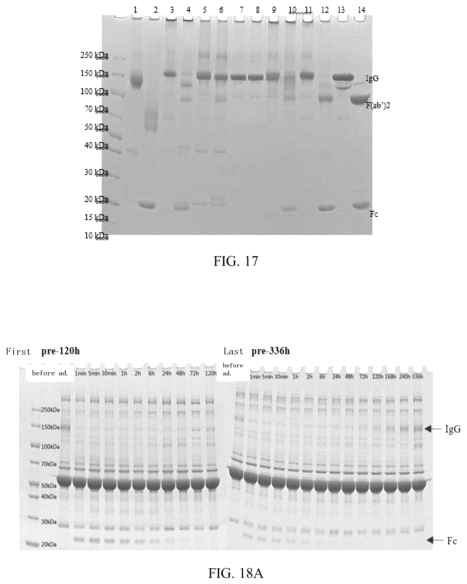 Patent US12319942 Figure 11 – Use of mutant of immunoglobulin degrading enzyme IdeE