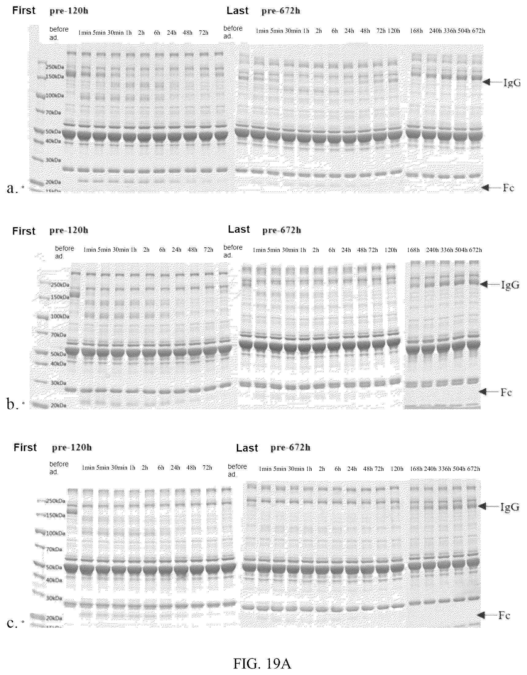 Patent US12319942 Figure 13 – Use of mutant of immunoglobulin degrading enzyme IdeE