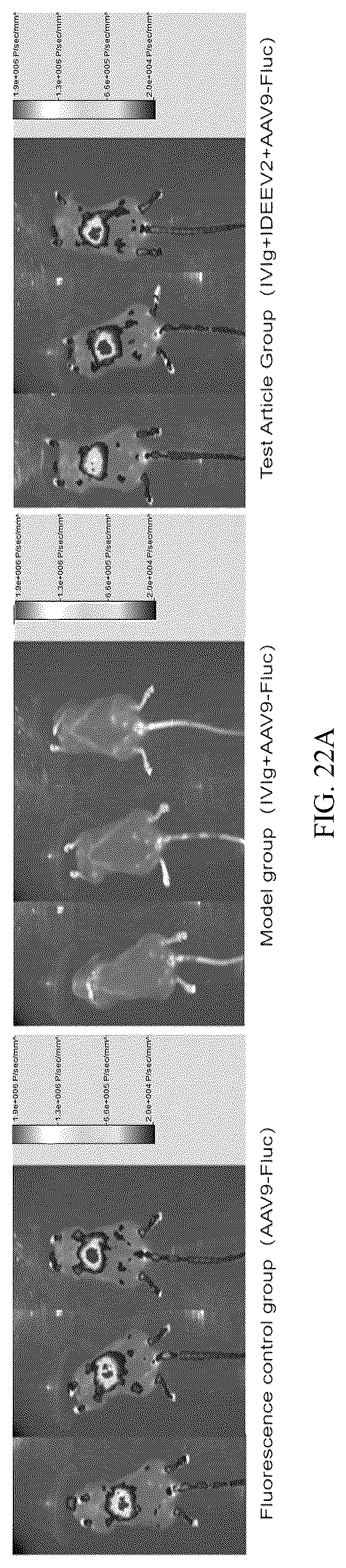 Patent US12319942 Figure 16 – Use of mutant of immunoglobulin degrading enzyme IdeE