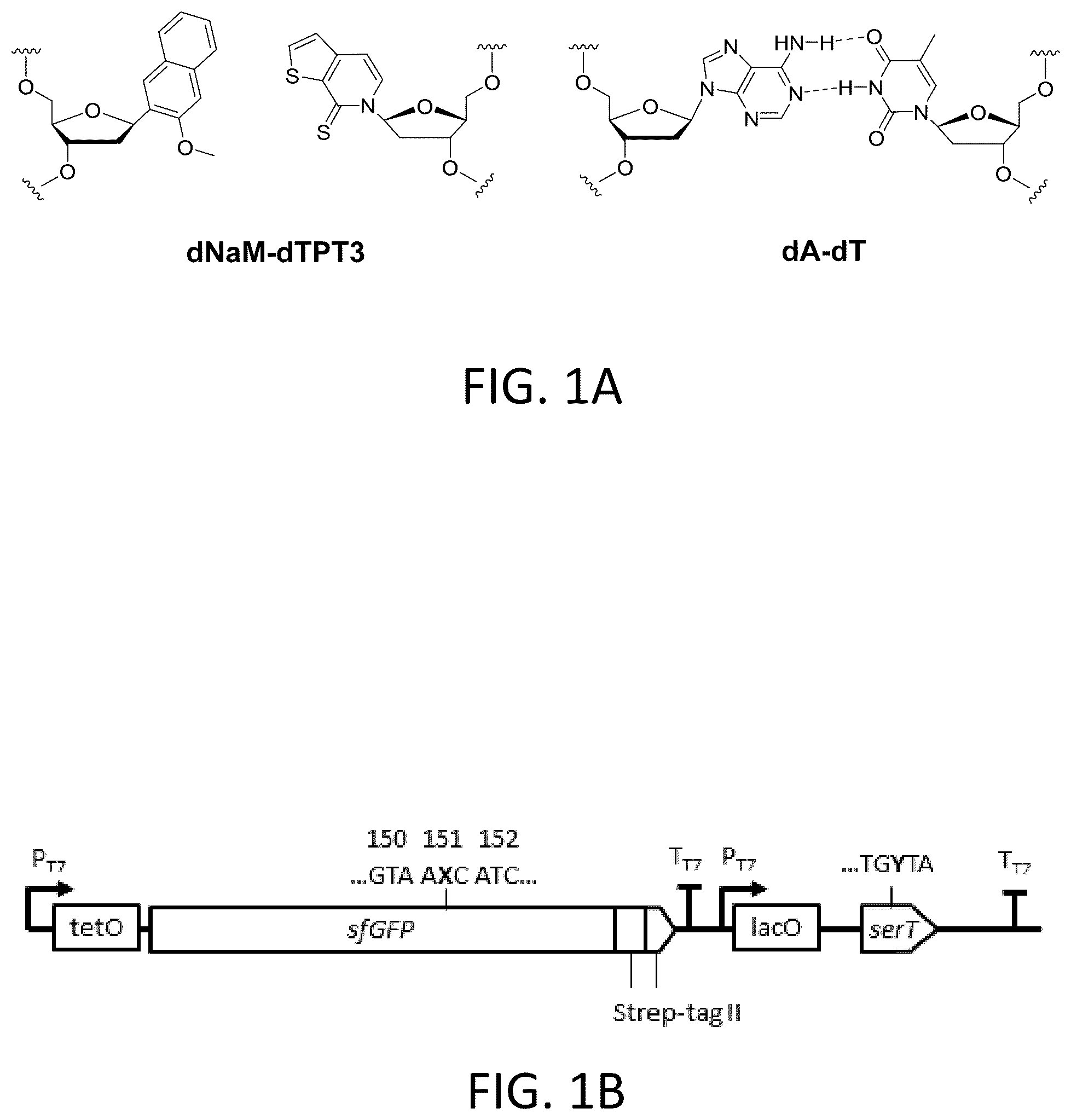 Patent US12319944 Figure 1 – Incorporation of unnatural nucleotides and methods thereof