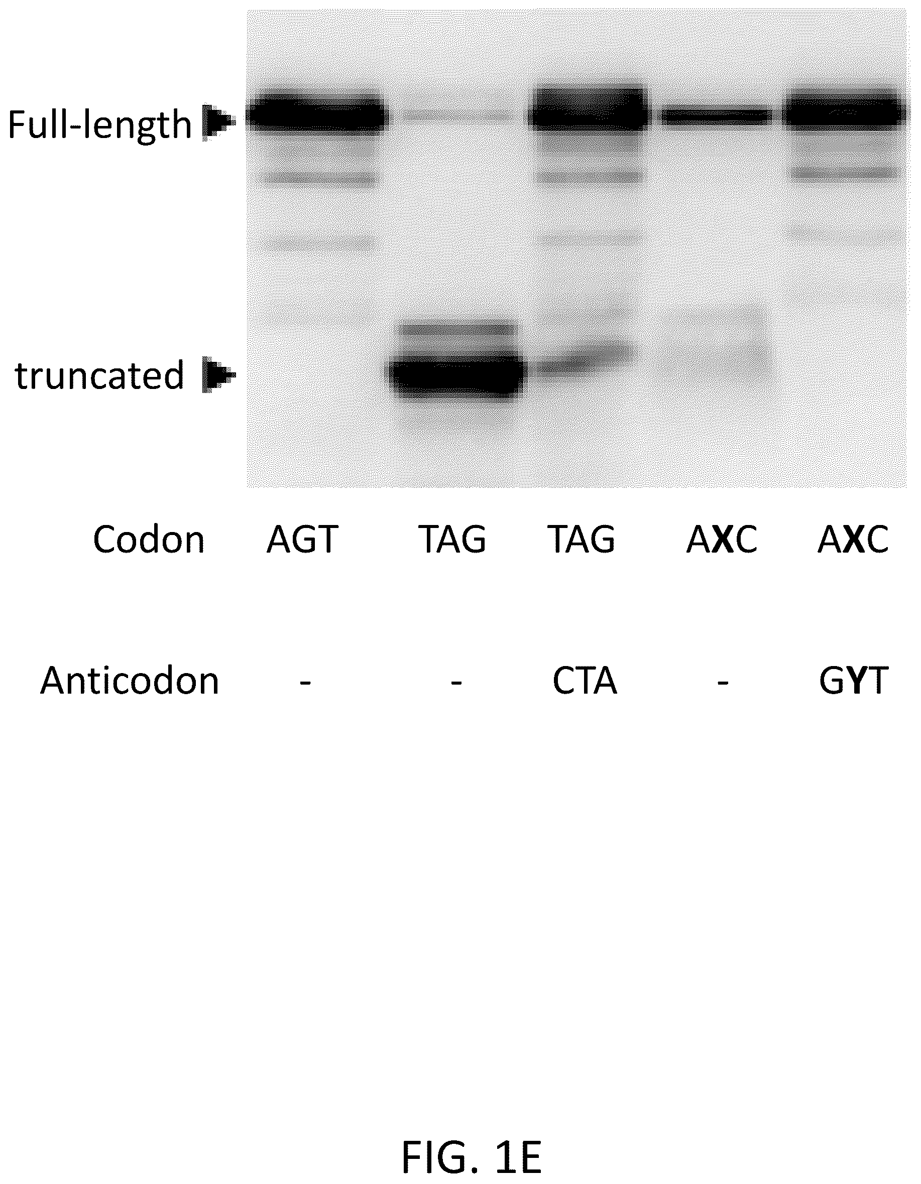 Patent US12319944 Figure 4 – Incorporation of unnatural nucleotides and methods thereof