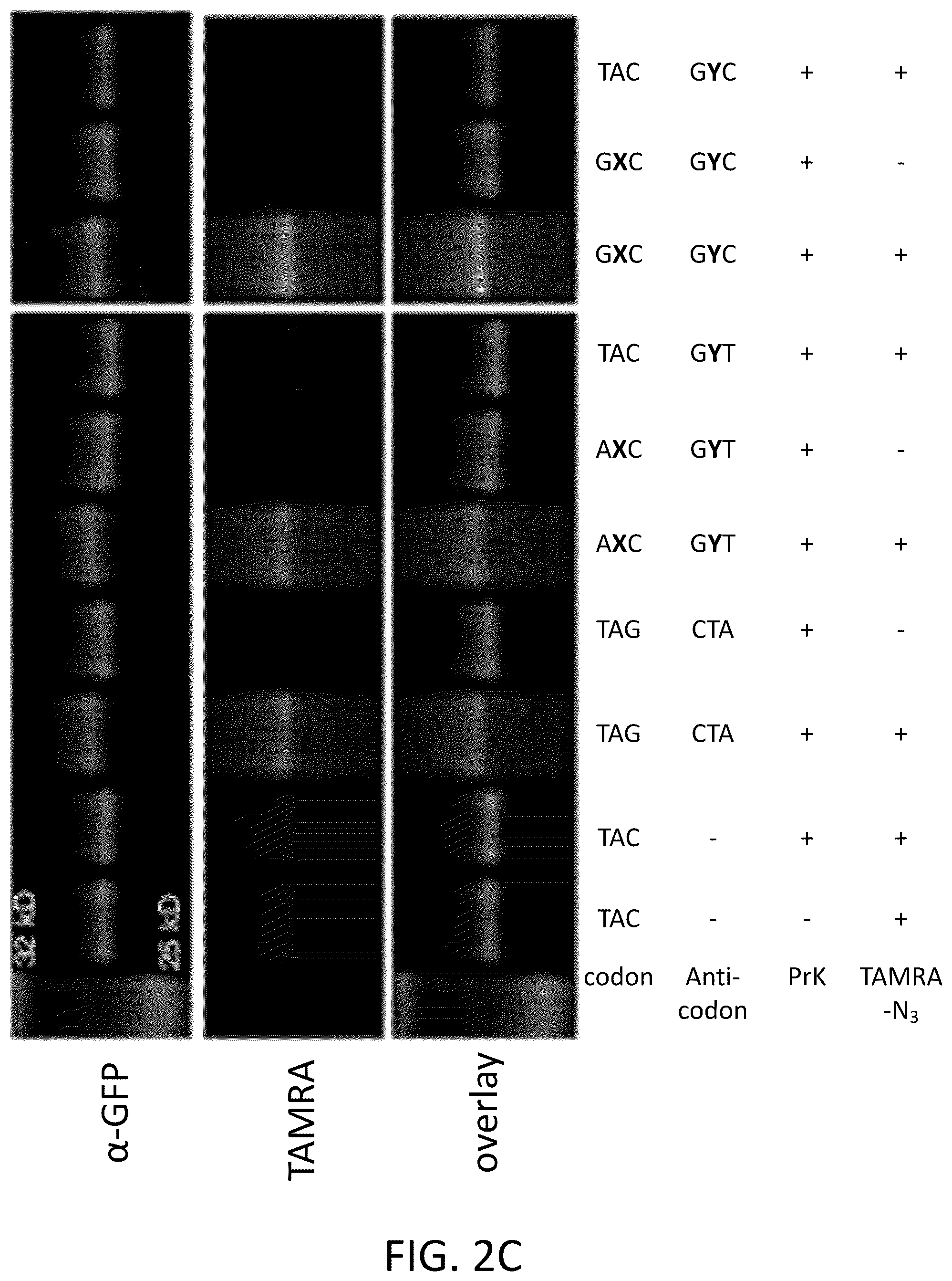 Patent US12319944 Figure 8 – Incorporation of unnatural nucleotides and methods thereof