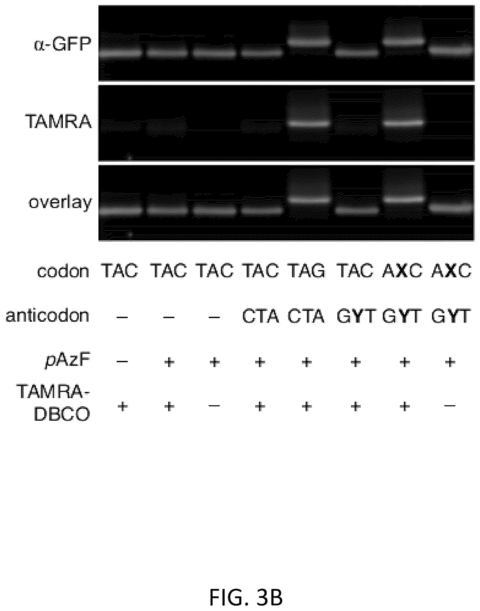Patent US12319944 Figure 11 – Incorporation of unnatural nucleotides and methods thereof