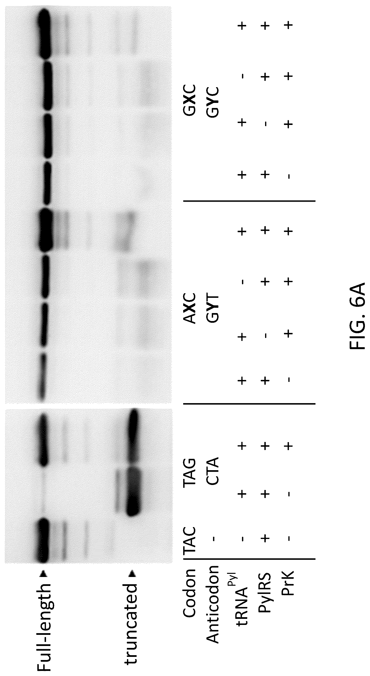 Patent US12319944 Figure 15 – Incorporation of unnatural nucleotides and methods thereof