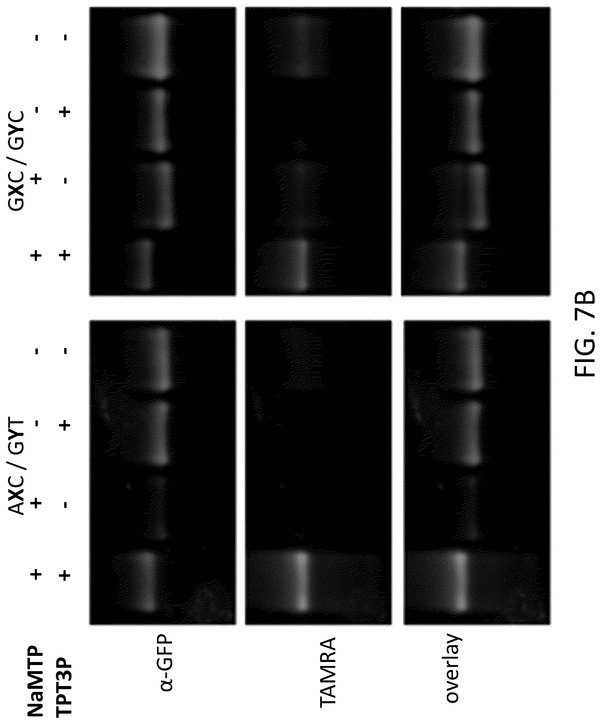 Patent US12319944 Figure 18 – Incorporation of unnatural nucleotides and methods thereof