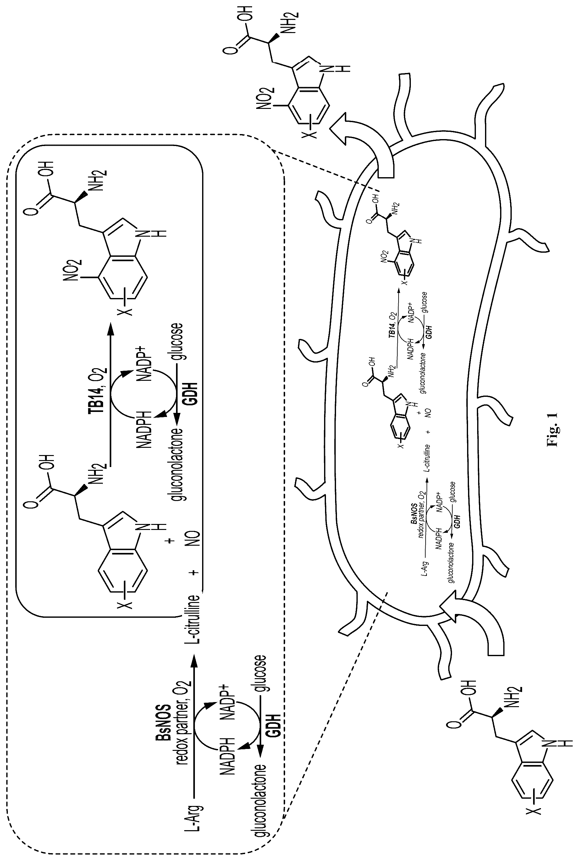 Patent US12319946 Figure 1 – Methods for producing modified bacteria for production of nitroaromatics