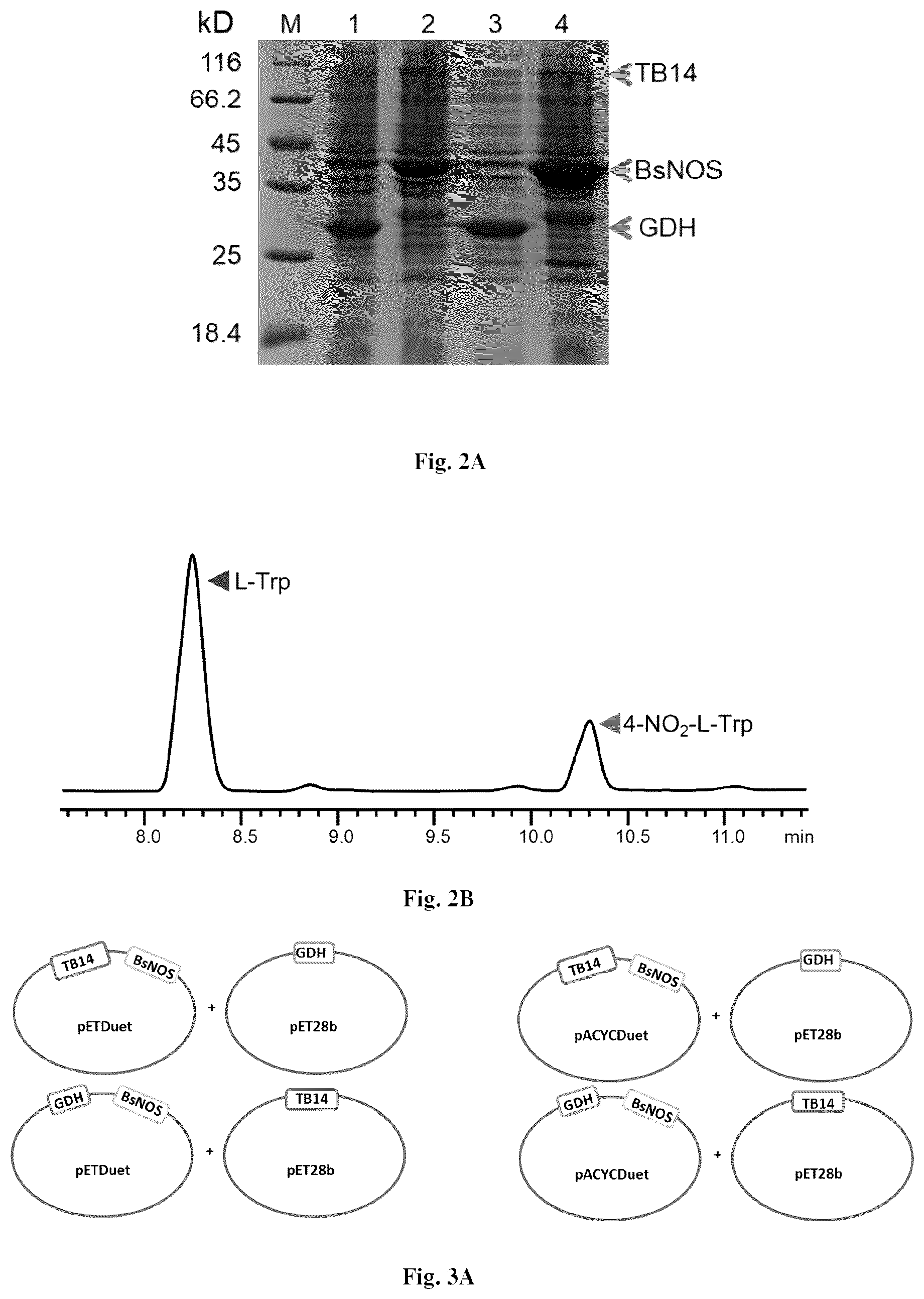 Patent US12319946 Figure 2 – Methods for producing modified bacteria for production of nitroaromatics