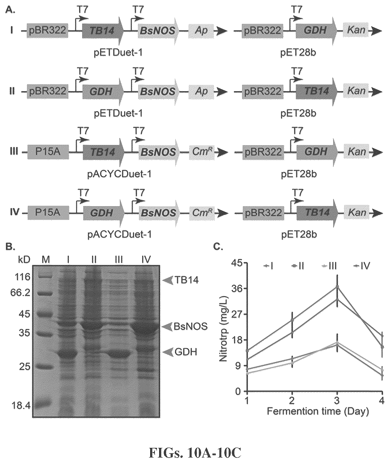 Patent US12319946 Figure 8 – Methods for producing modified bacteria for production of nitroaromatics