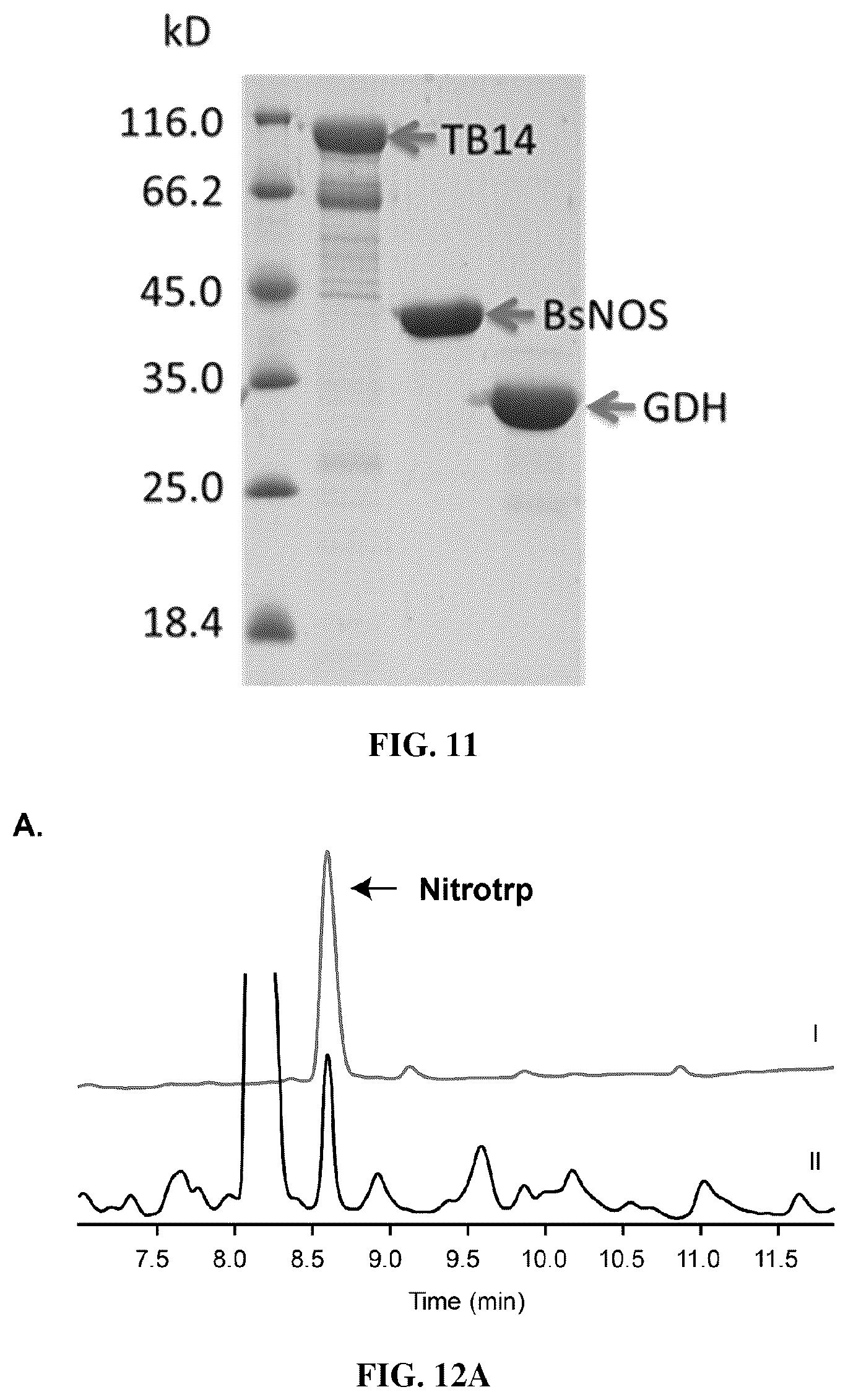 Patent US12319946 Figure 9 – Methods for producing modified bacteria for production of nitroaromatics
