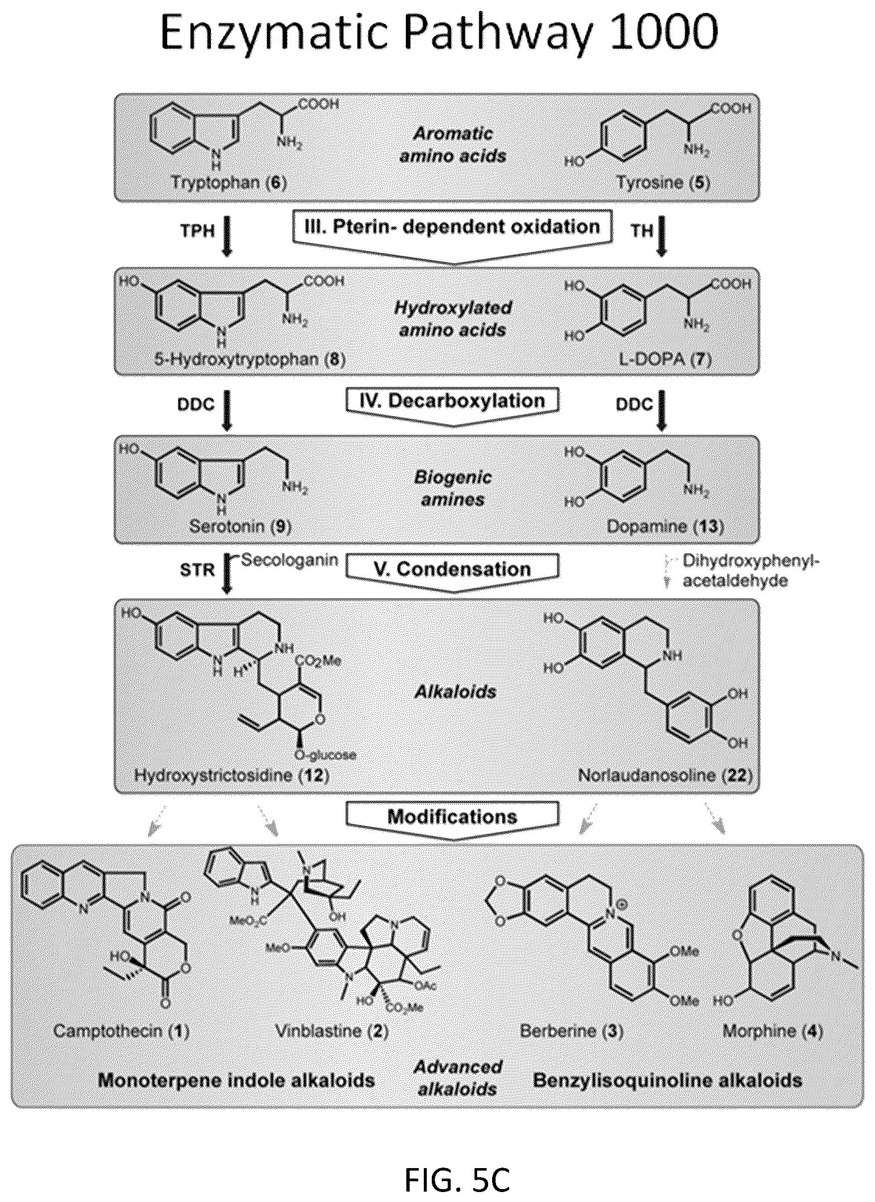 Patent US12319948 Figure 7 – Pterin-dependent biocatalysts and uses thereof