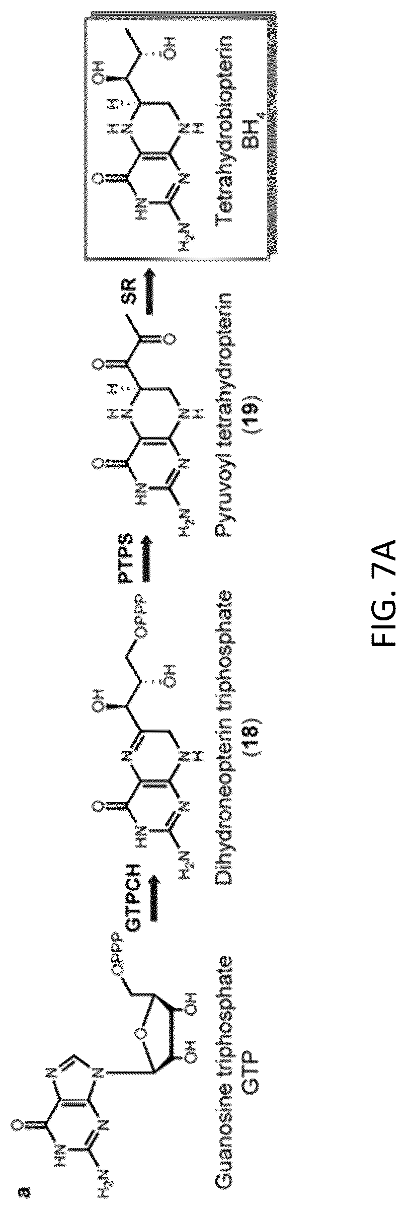 Patent US12319948 Figure 9 – Pterin-dependent biocatalysts and uses thereof