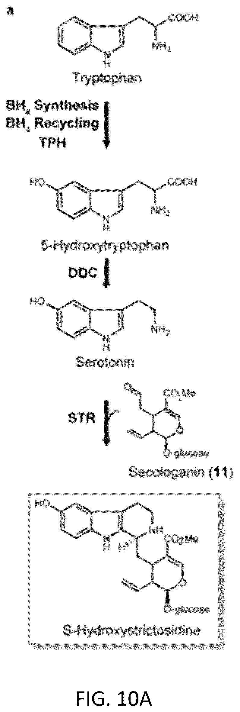 Patent US12319948 Figure 19 – Pterin-dependent biocatalysts and uses thereof