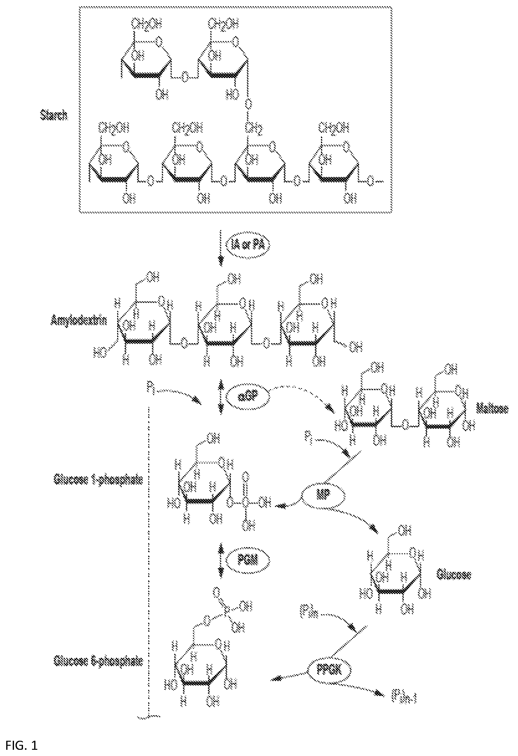 Patent US12319949 Figure 1 – Enzymatic production of mannose