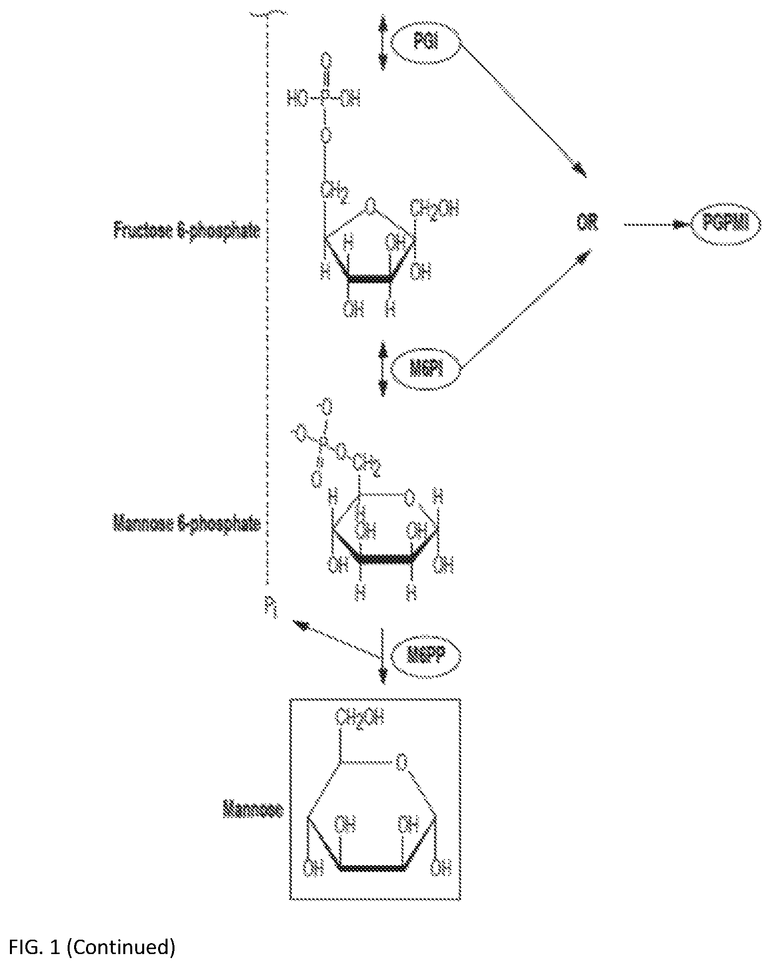 Patent US12319949 Figure 2 – Enzymatic production of mannose