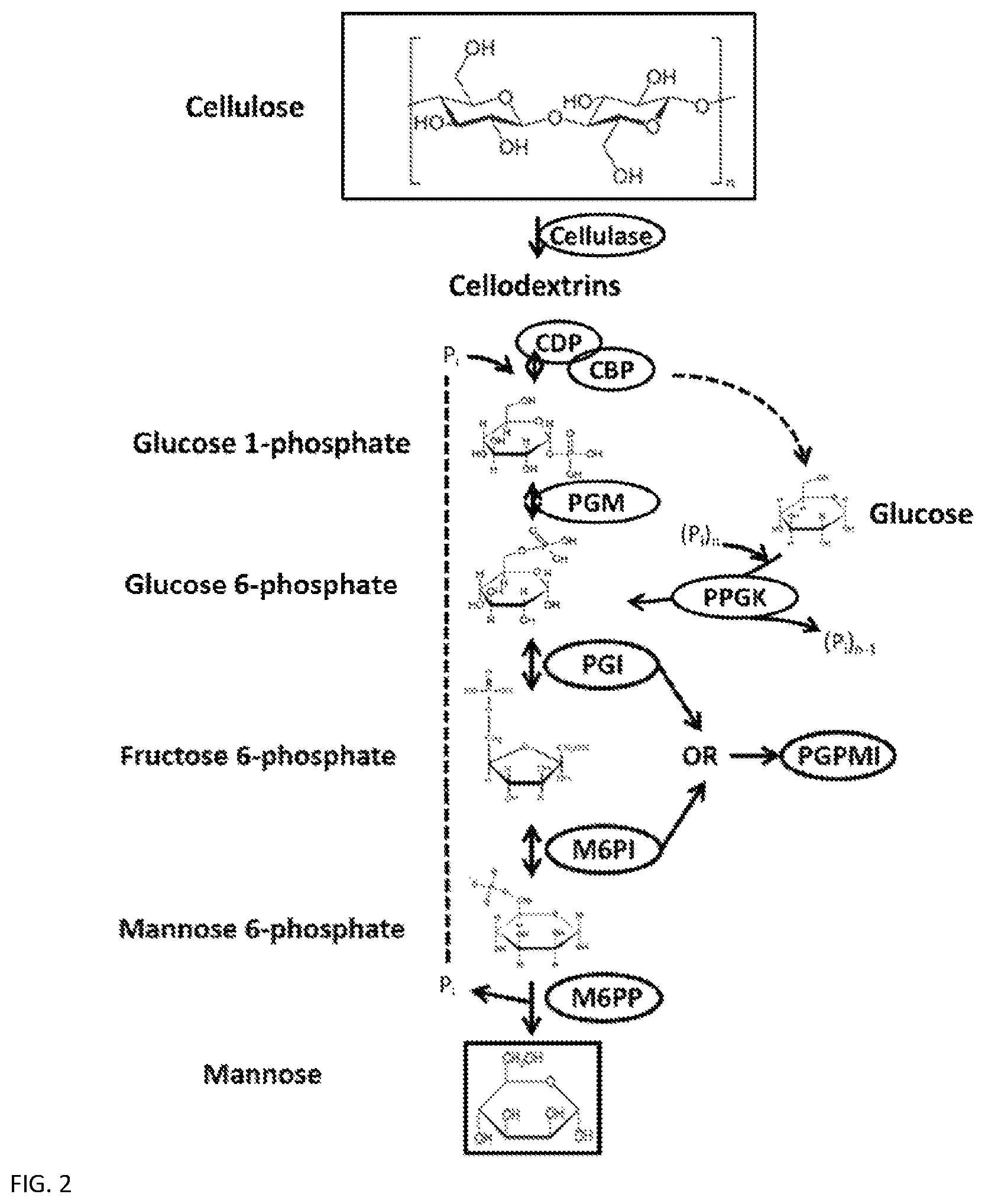 Patent US12319949 Figure 3 – Enzymatic production of mannose