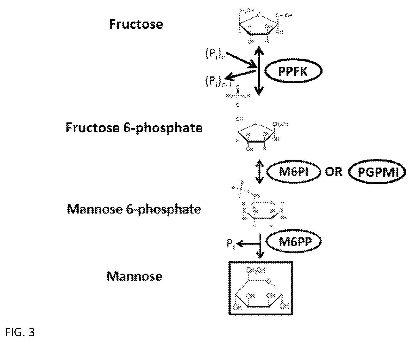 Patent US12319949 Figure 4 – Enzymatic production of mannose