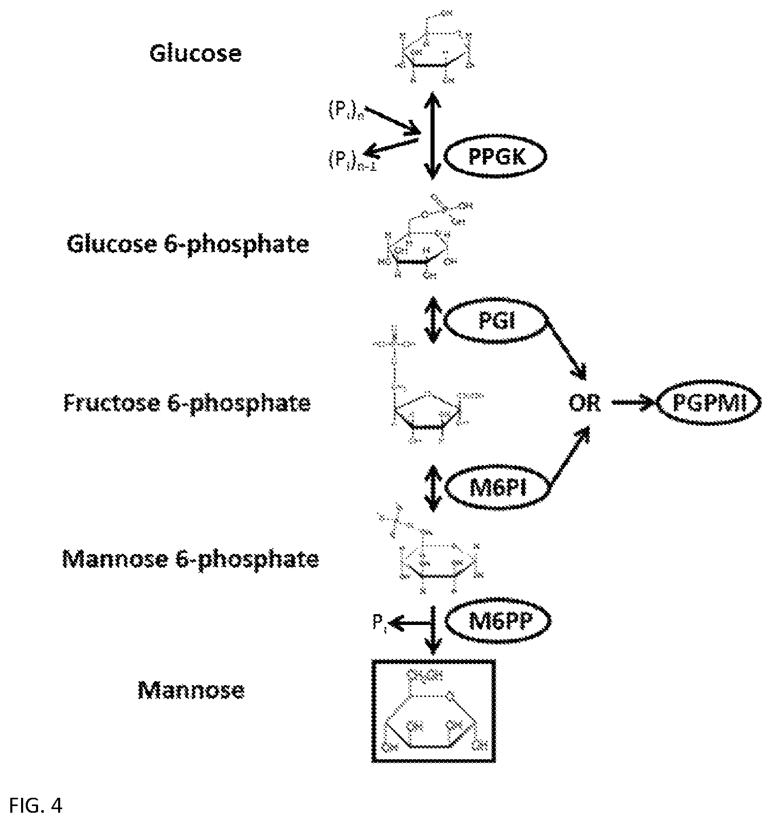 Patent US12319949 Figure 5 – Enzymatic production of mannose