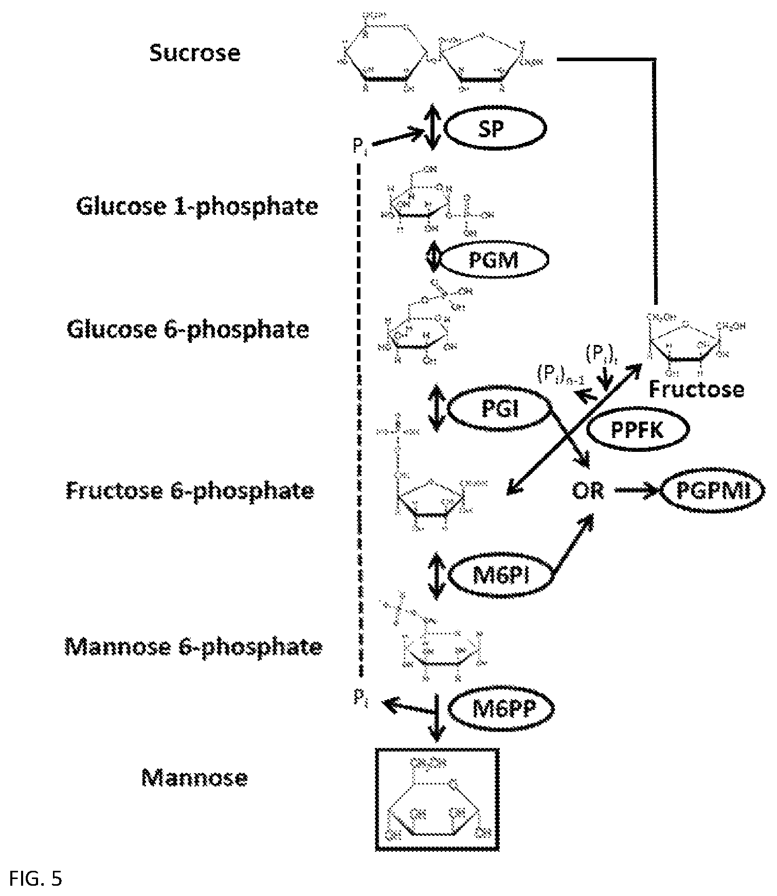 Patent US12319949 Figure 6 – Enzymatic production of mannose