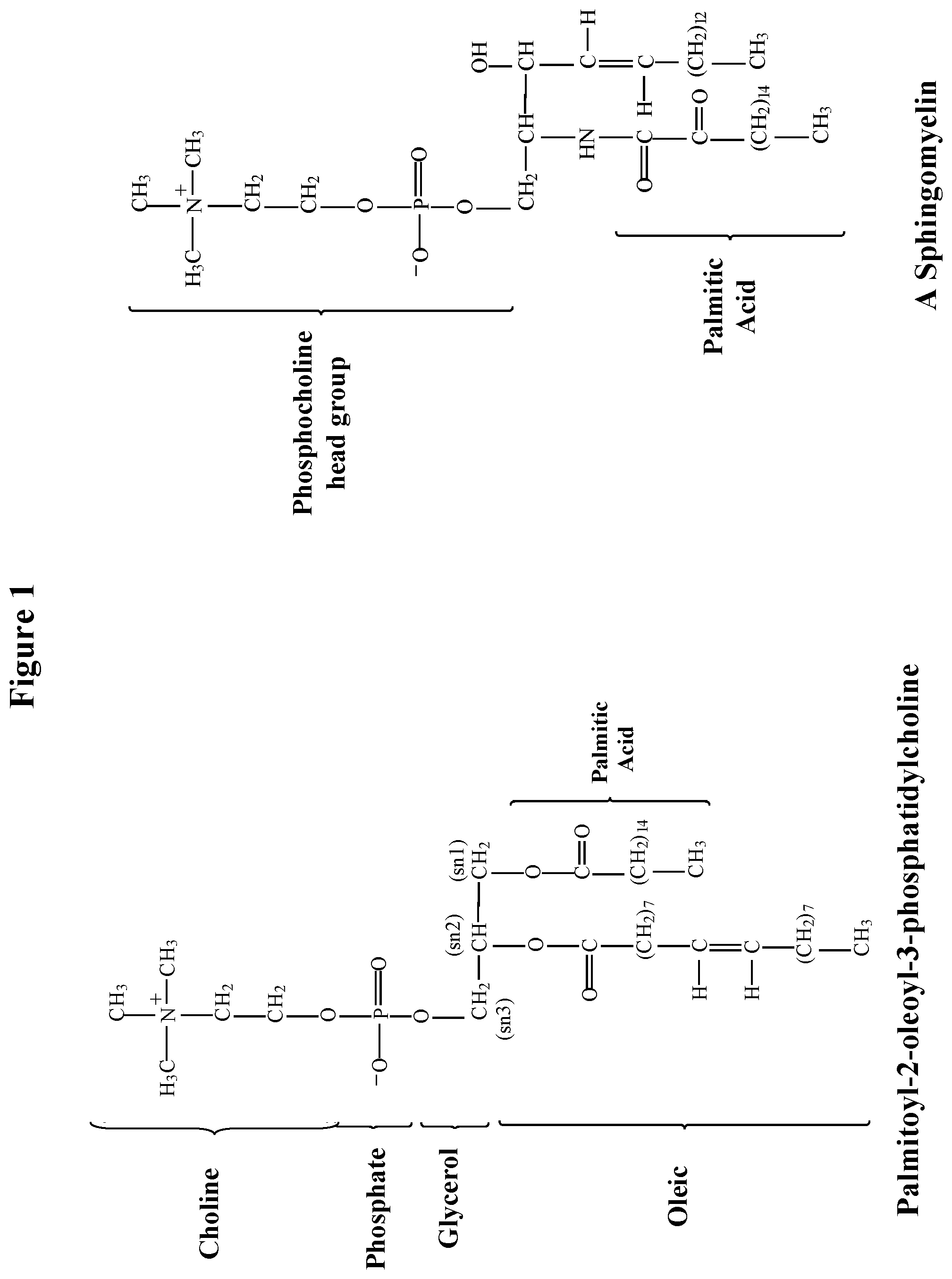 Patent US12319951 Figure 1 – Enzymatically synthesized omega-3 structured phospholipids