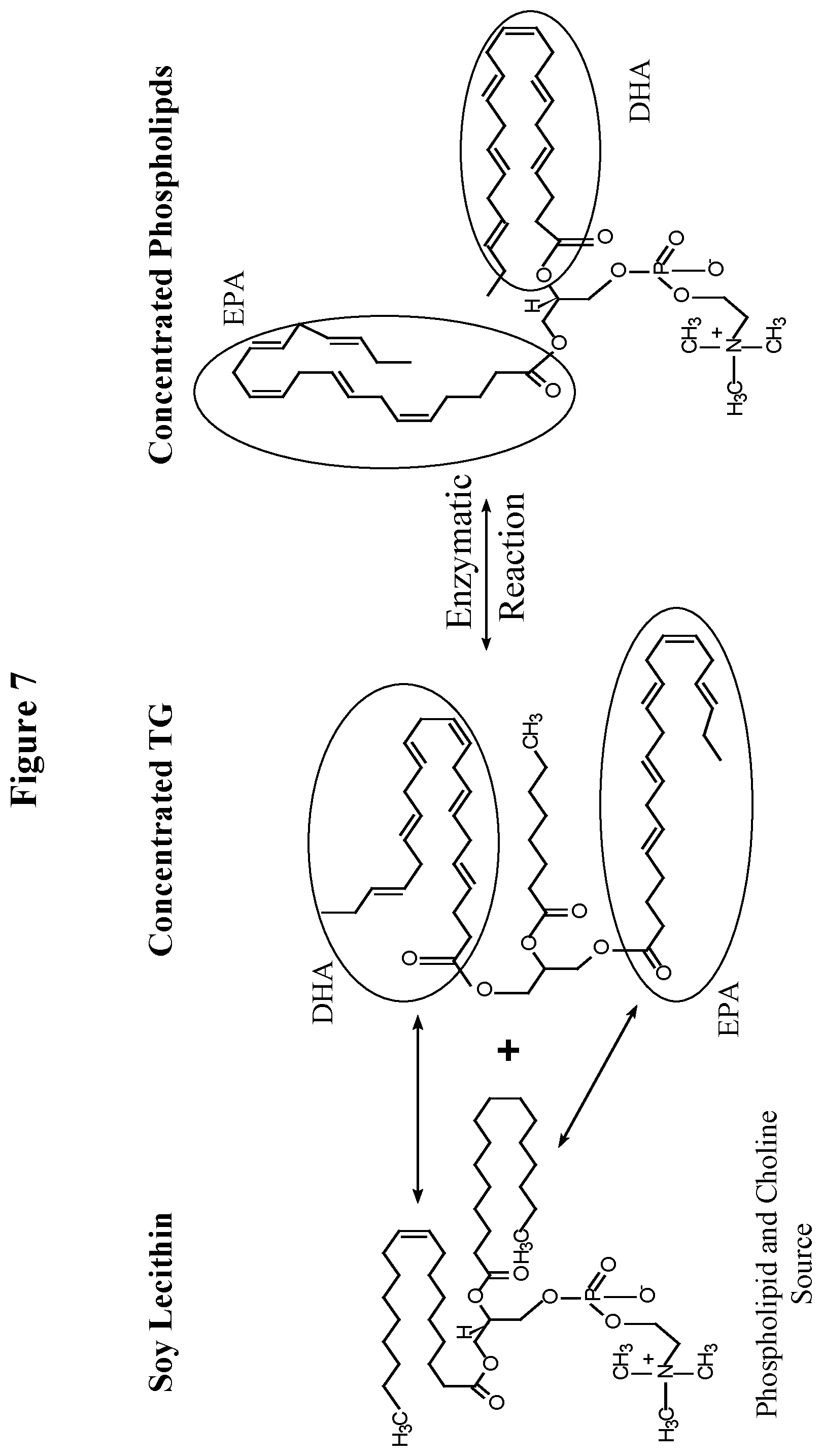 Patent US12319951 Figure 7 – Enzymatically synthesized omega-3 structured phospholipids