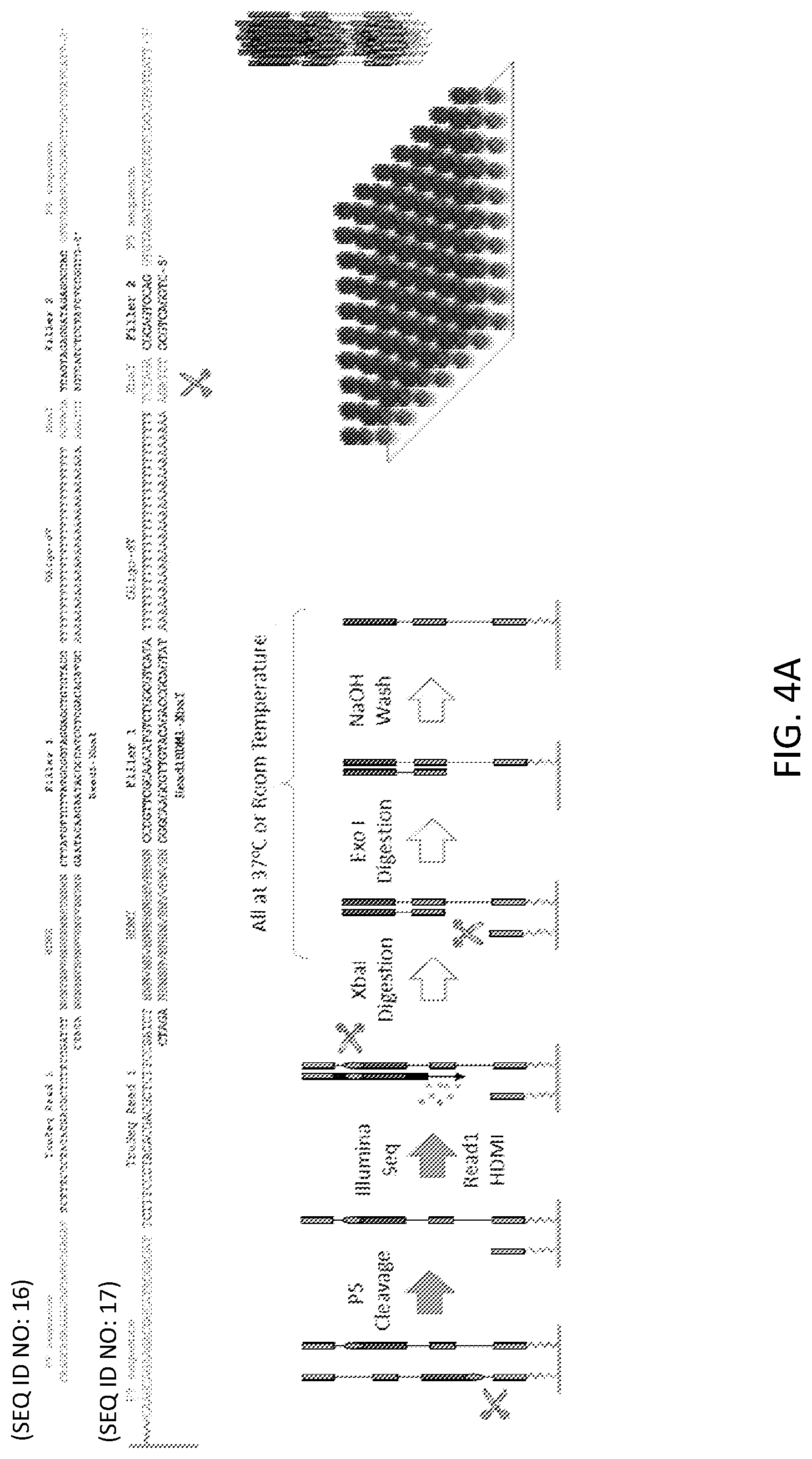 Patent US12319955 Figure 4 – Materials and methods for localized detection of nucleic acids in a tissue sample