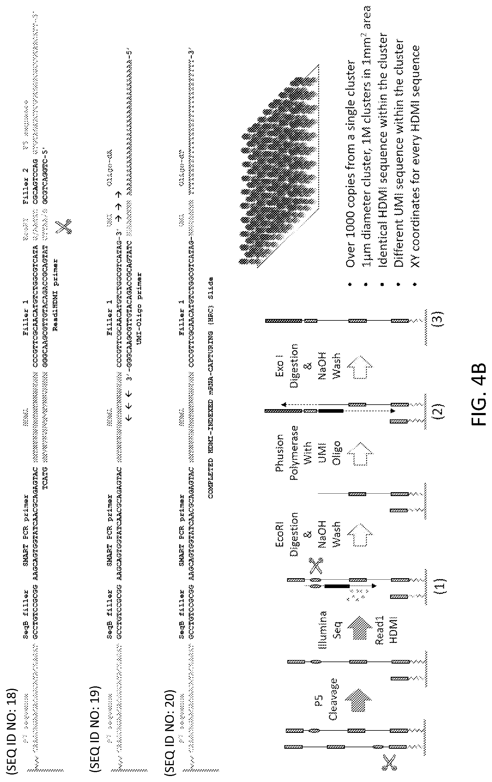 Patent US12319955 Figure 5 – Materials and methods for localized detection of nucleic acids in a tissue sample