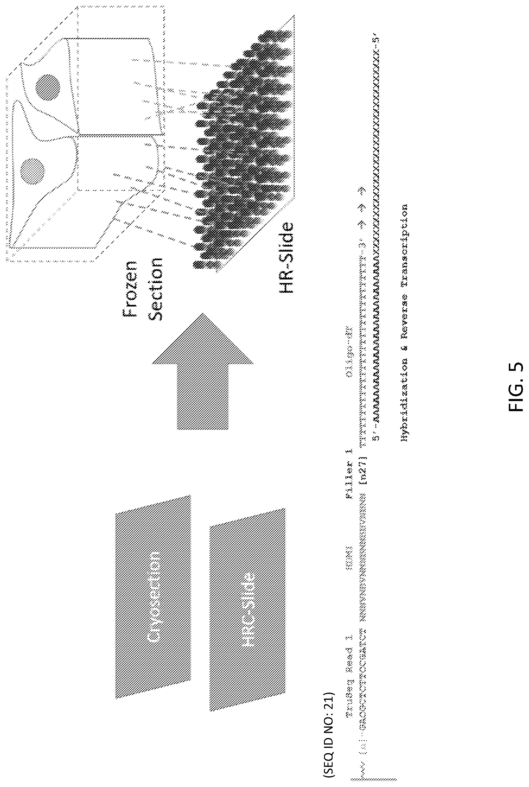 Patent US12319955 Figure 7 – Materials and methods for localized detection of nucleic acids in a tissue sample