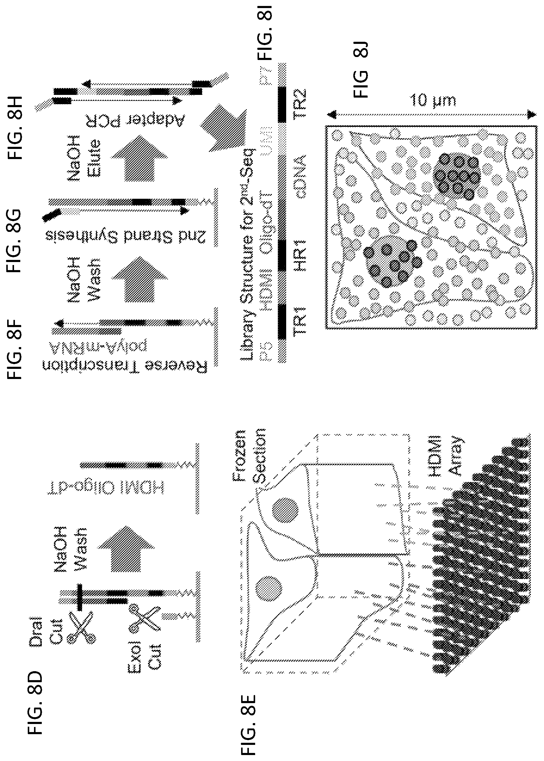Patent US12319955 Figure 13 – Materials and methods for localized detection of nucleic acids in a tissue sample