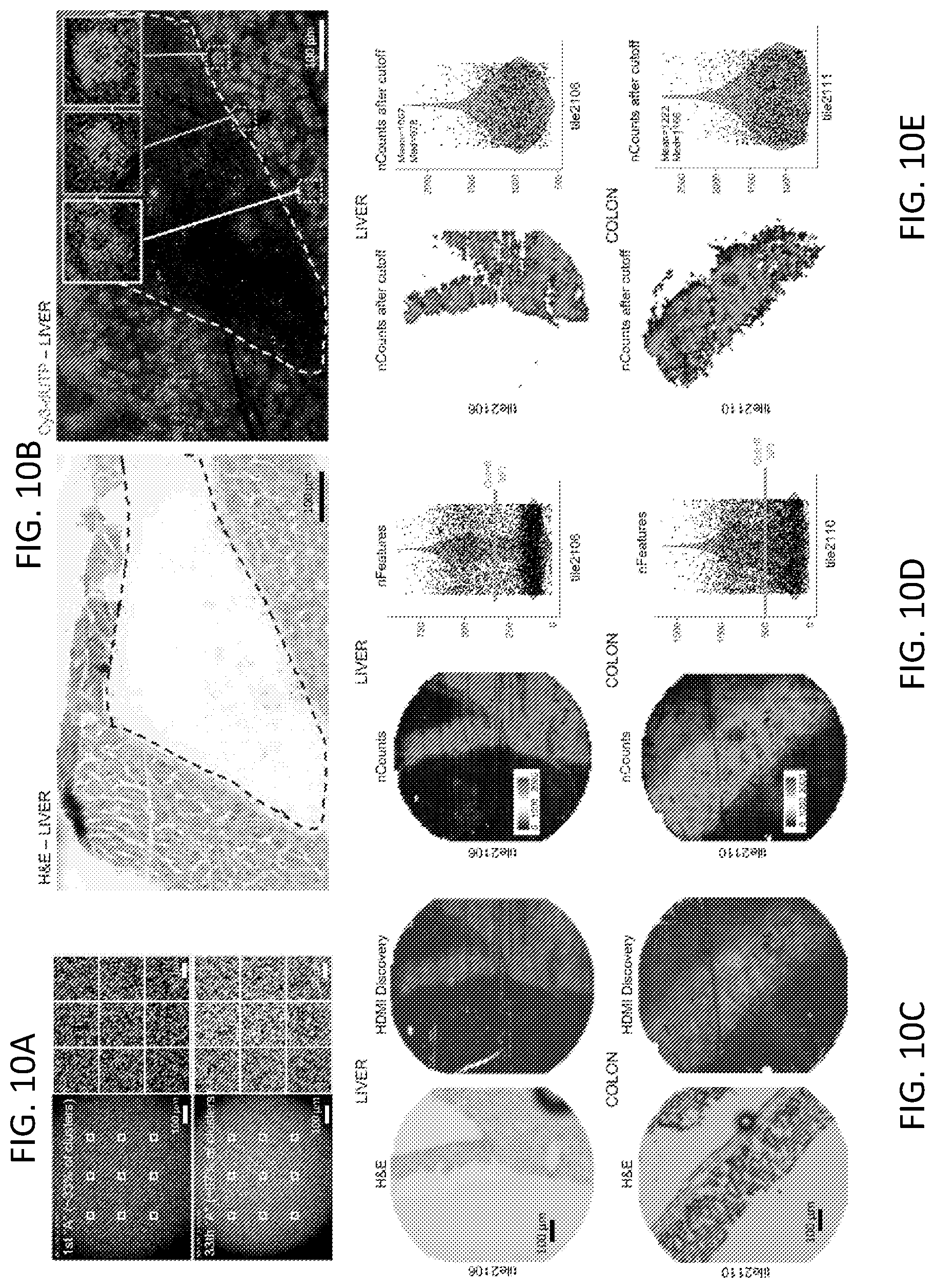 Patent US12319955 Figure 20 – Materials and methods for localized detection of nucleic acids in a tissue sample