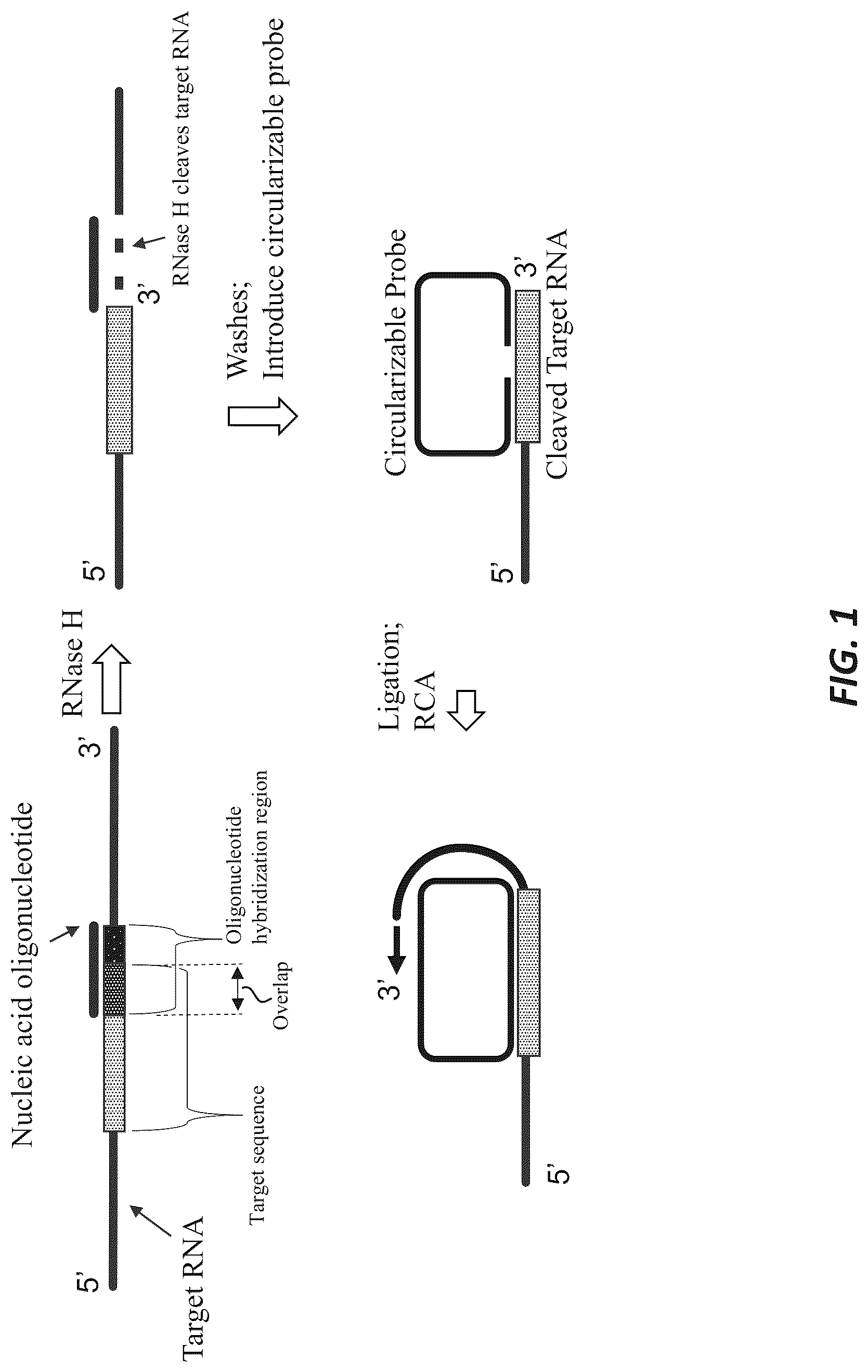 Patent US12319956 Figure 1 – Methods and systems for targeted RNA cleavage and target RNA-primed rolling circle amplification