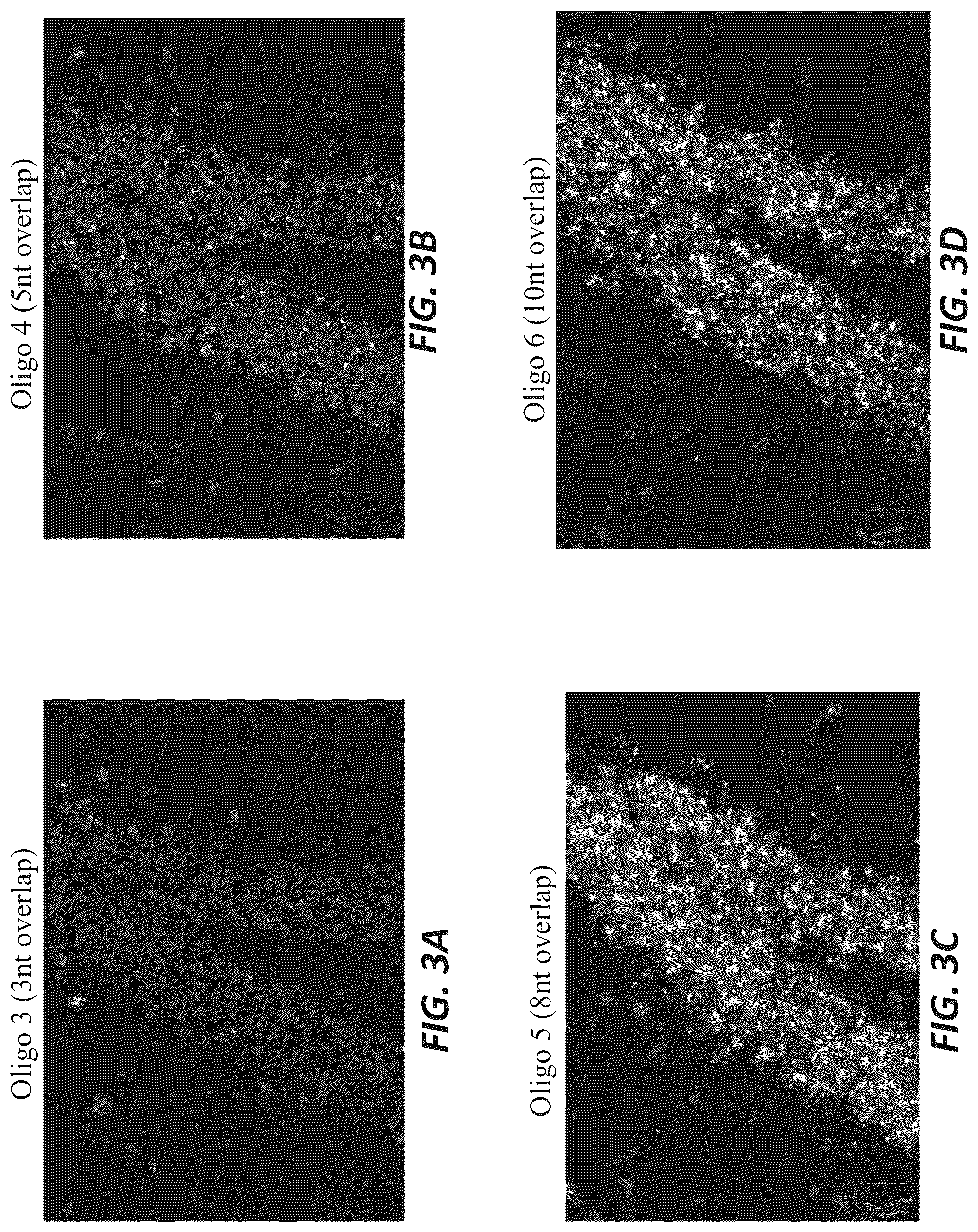 Patent US12319956 Figure 3 – Methods and systems for targeted RNA cleavage and target RNA-primed rolling circle amplification