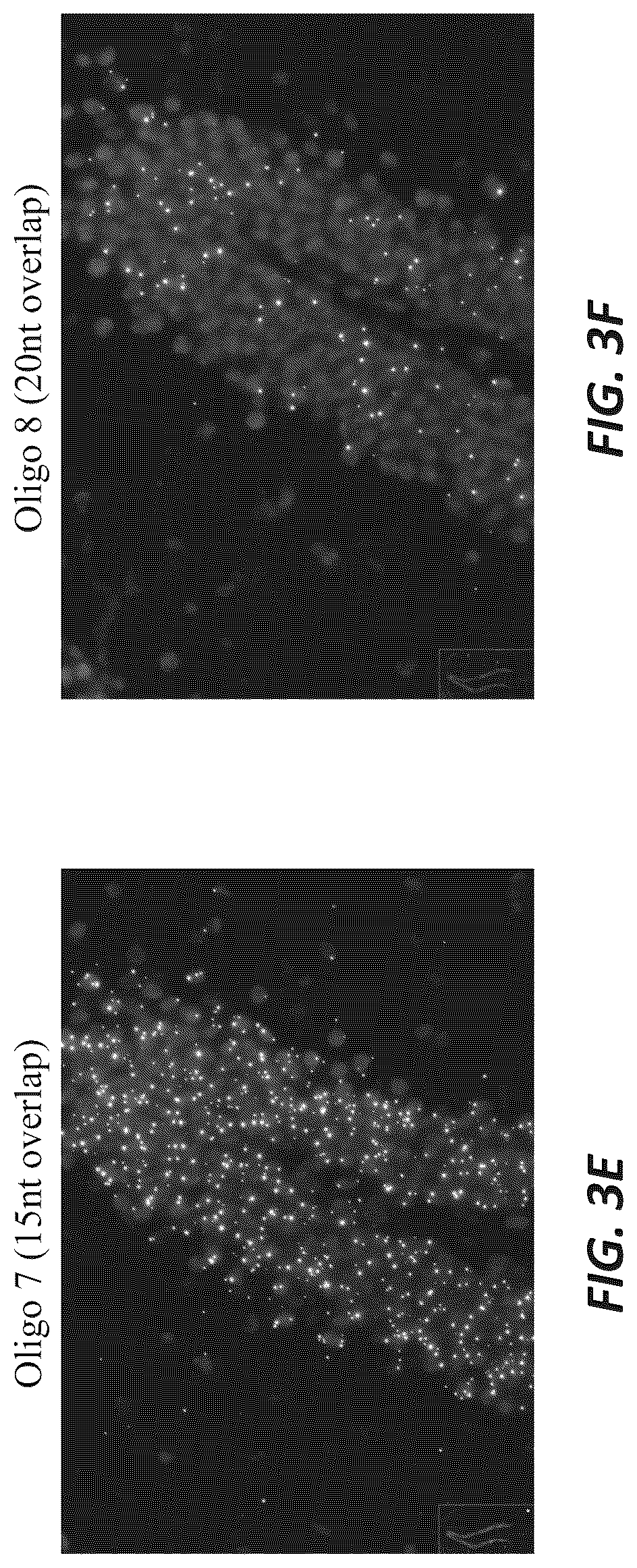 Patent US12319956 Figure 4 – Methods and systems for targeted RNA cleavage and target RNA-primed rolling circle amplification