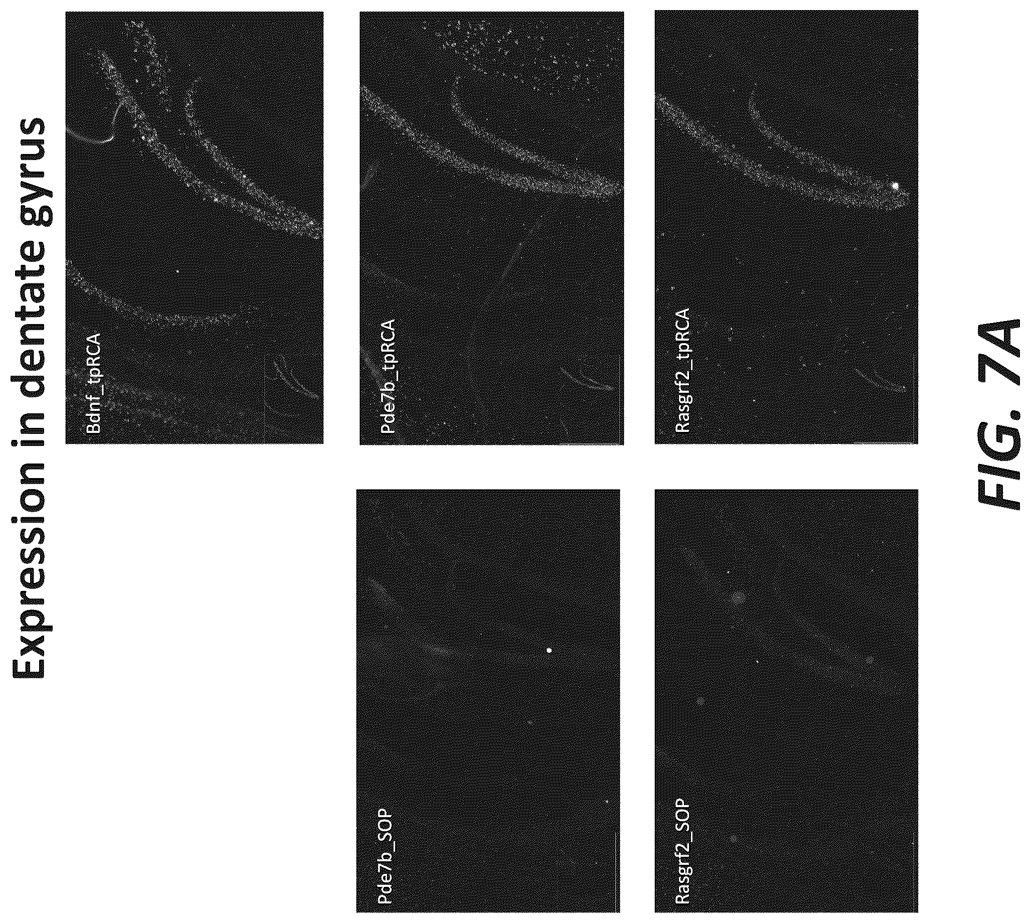 Patent US12319956 Figure 12 – Methods and systems for targeted RNA cleavage and target RNA-primed rolling circle amplification