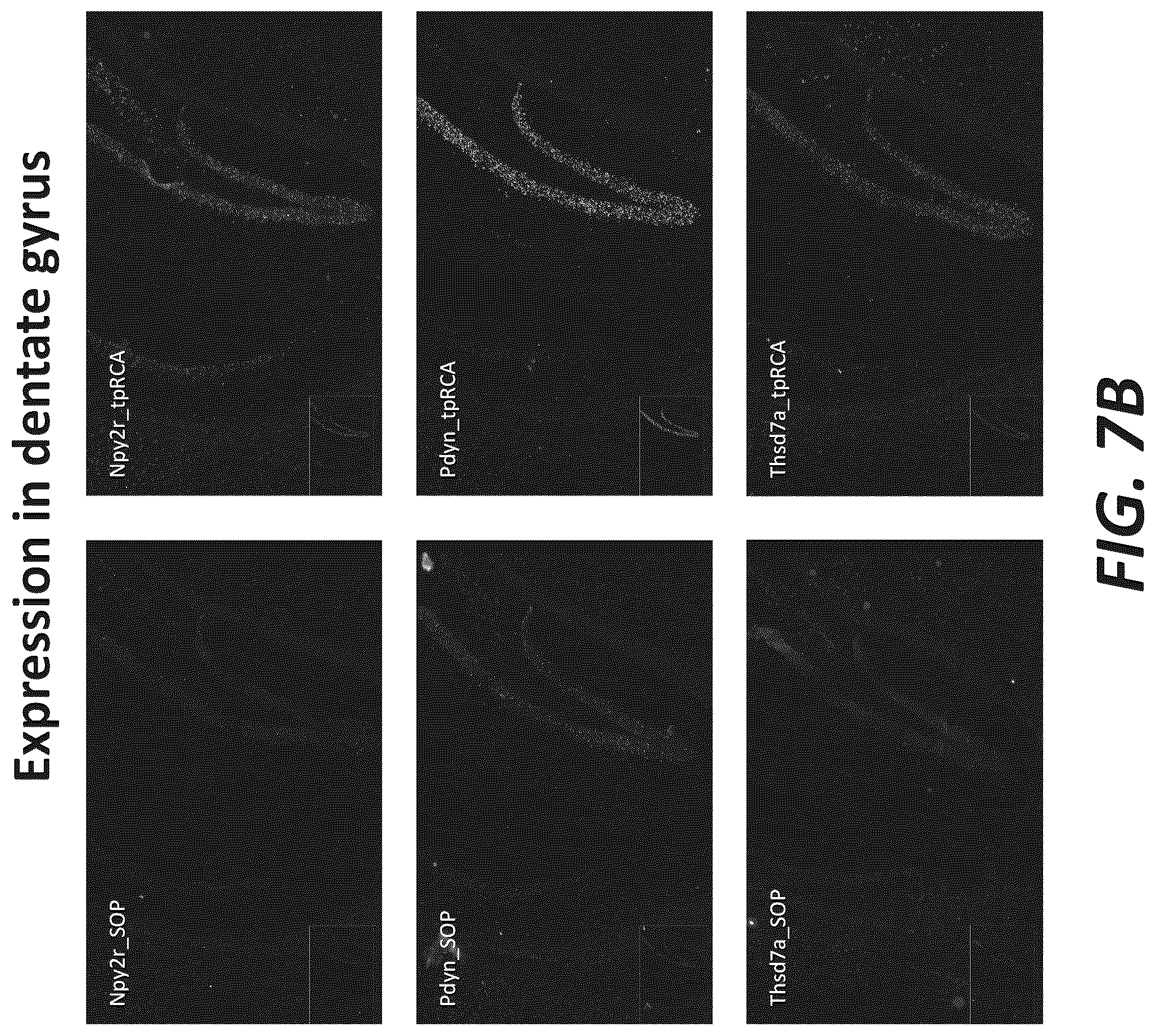 Patent US12319956 Figure 13 – Methods and systems for targeted RNA cleavage and target RNA-primed rolling circle amplification