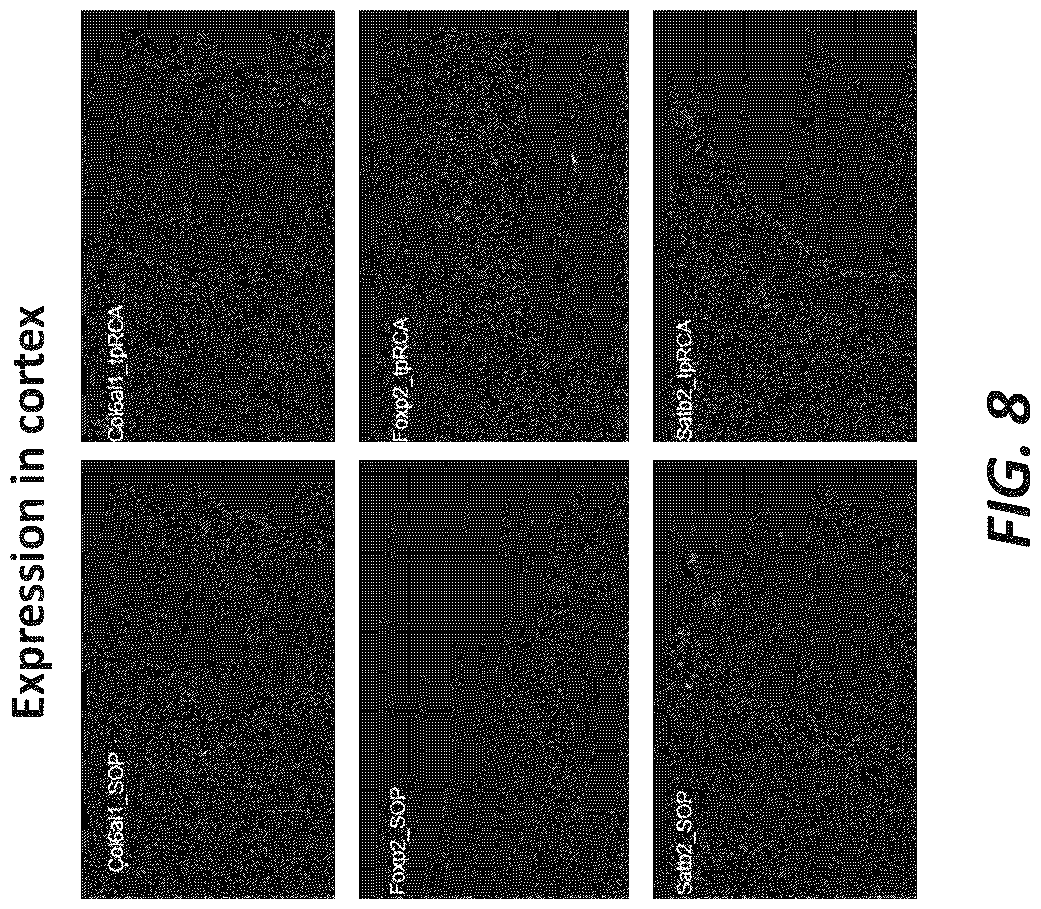 Patent US12319956 Figure 14 – Methods and systems for targeted RNA cleavage and target RNA-primed rolling circle amplification