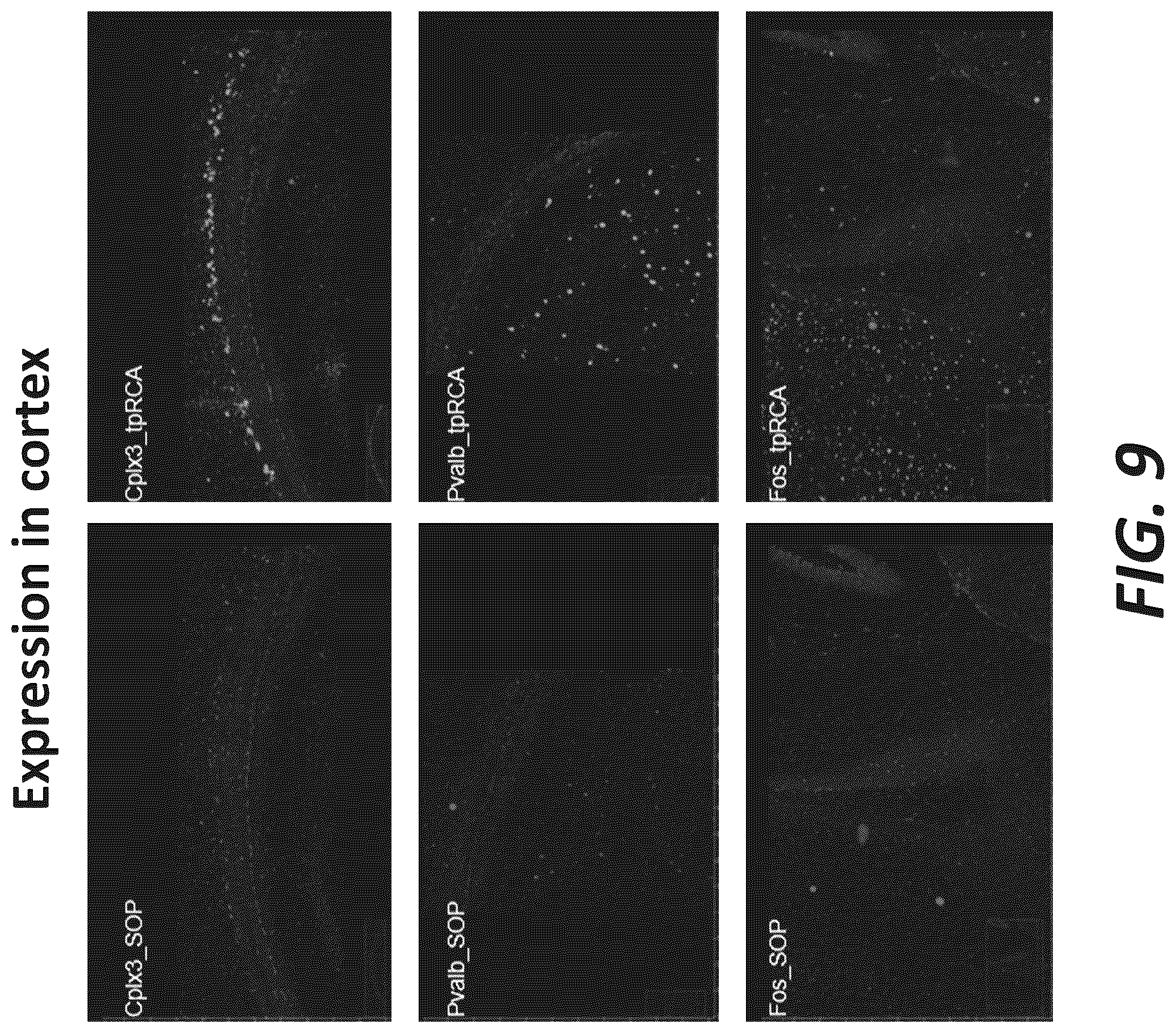 Patent US12319956 Figure 15 – Methods and systems for targeted RNA cleavage and target RNA-primed rolling circle amplification