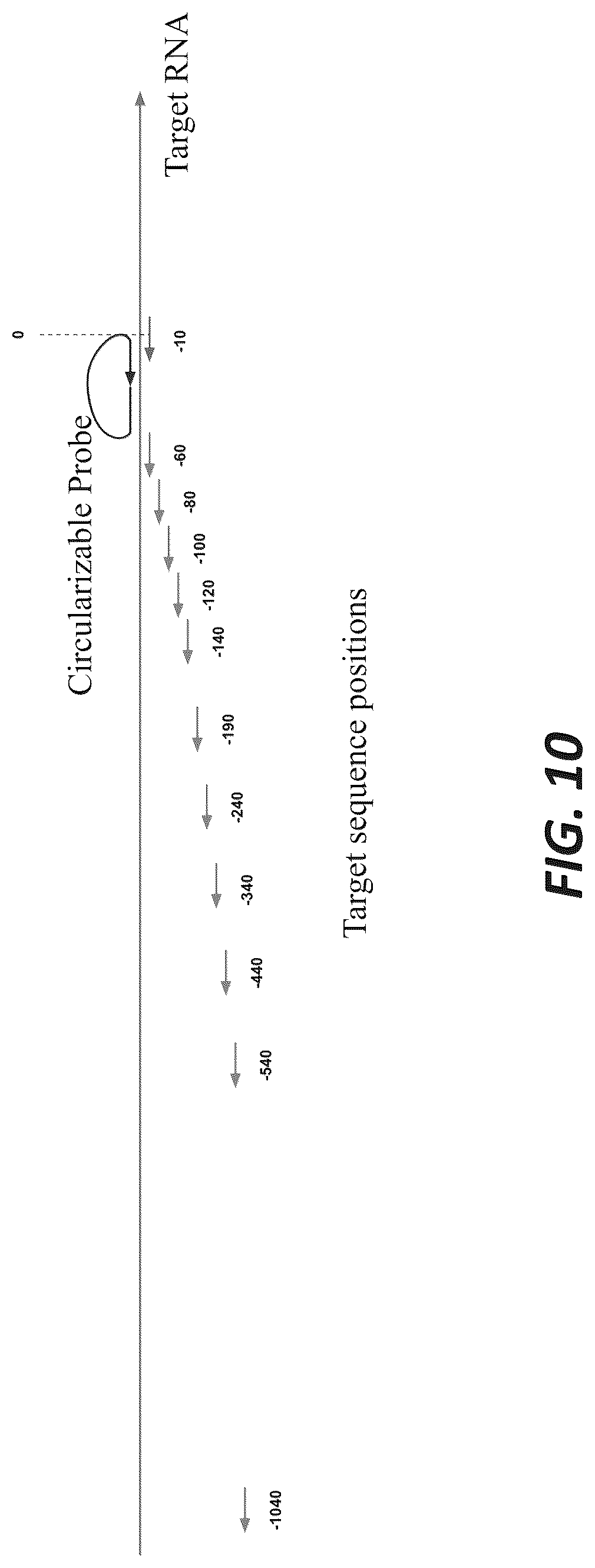 Patent US12319956 Figure 16 – Methods and systems for targeted RNA cleavage and target RNA-primed rolling circle amplification