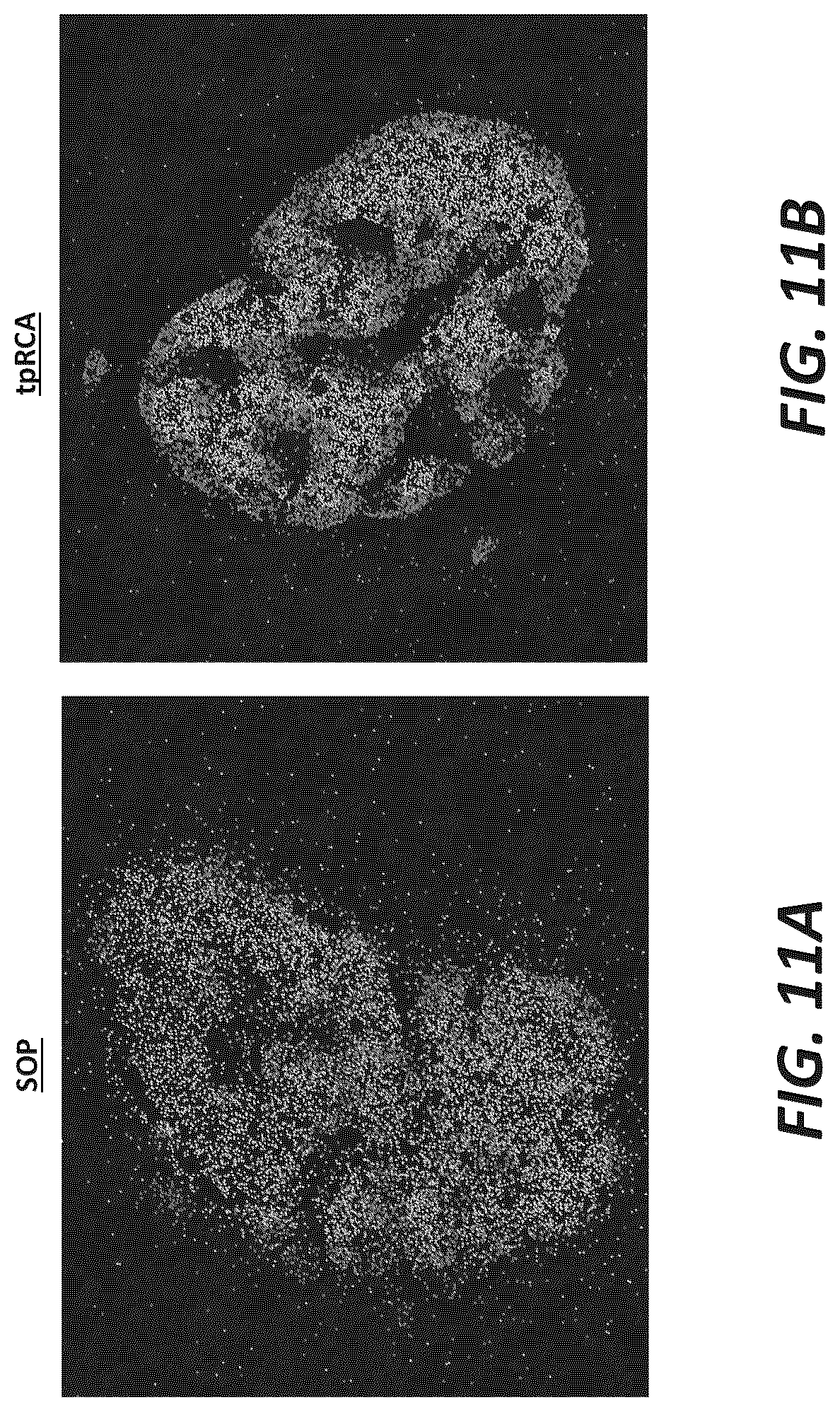 Patent US12319956 Figure 17 – Methods and systems for targeted RNA cleavage and target RNA-primed rolling circle amplification