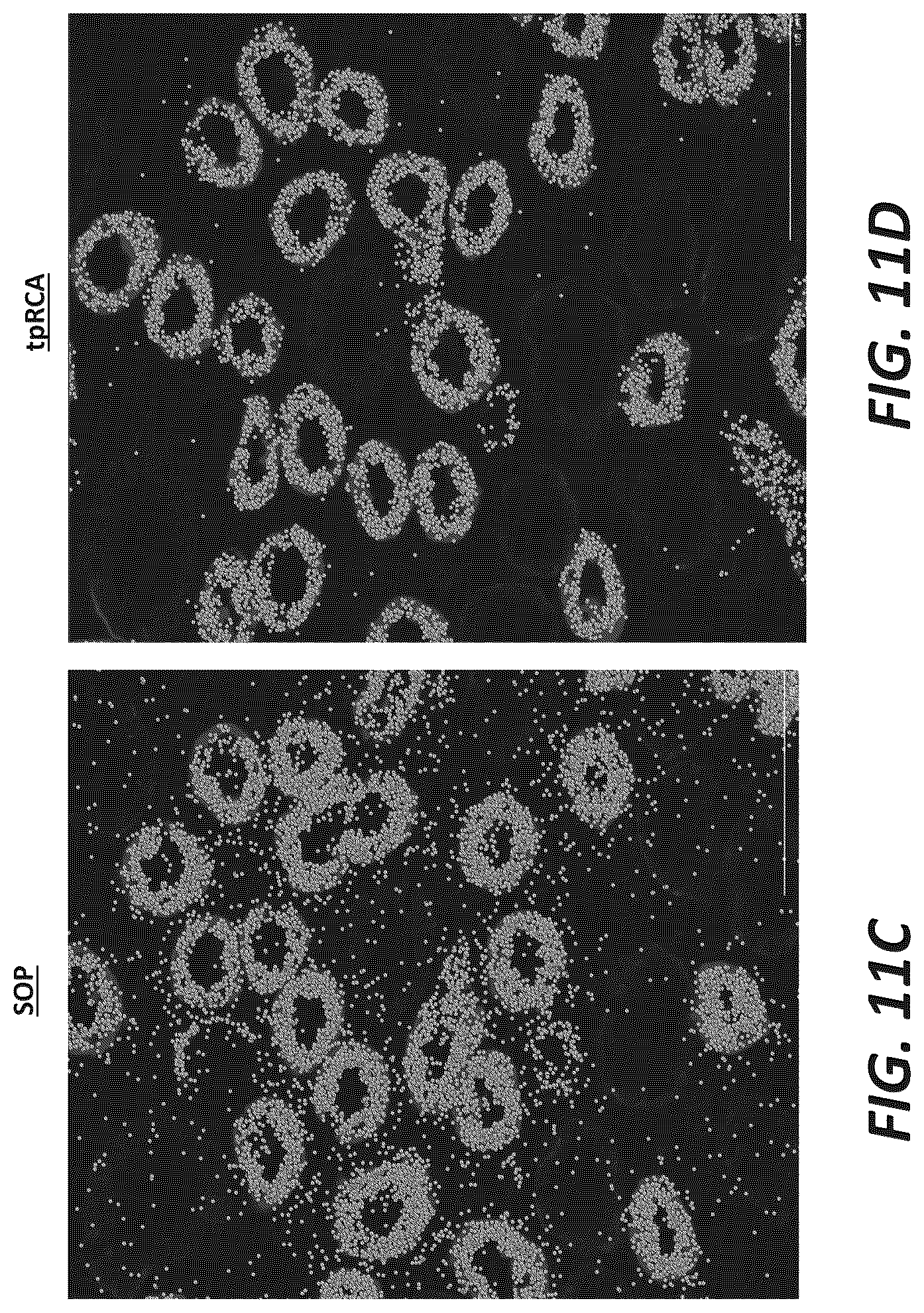 Patent US12319956 Figure 18 – Methods and systems for targeted RNA cleavage and target RNA-primed rolling circle amplification