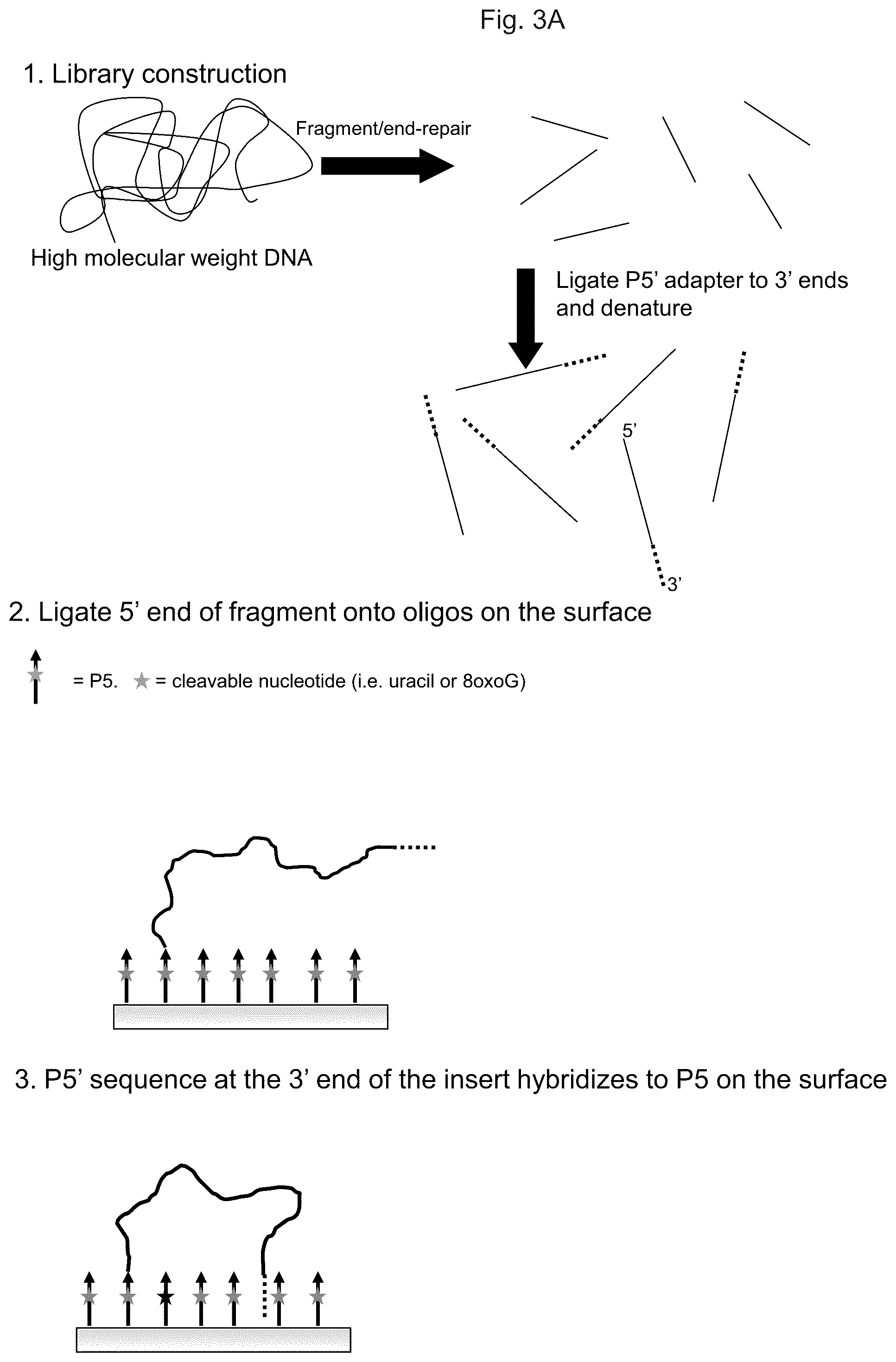 Patent US12319962 Figure 6 – Methods for sequencing polynucleotides