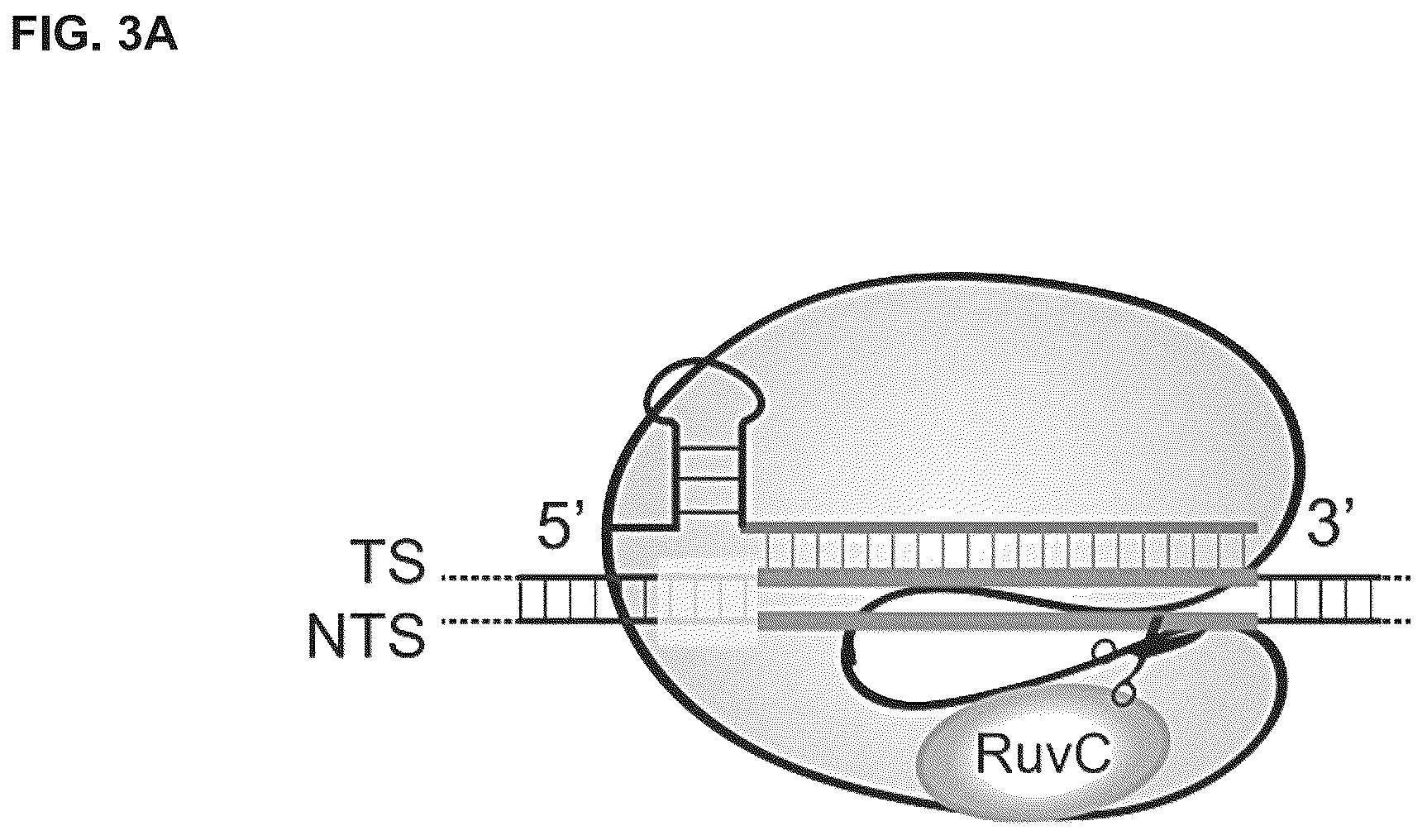 Patent US12319963 Figure 7 – Type V CRISPR/Cas effector proteins for cleaving ssDNAs and detecting target DNAs