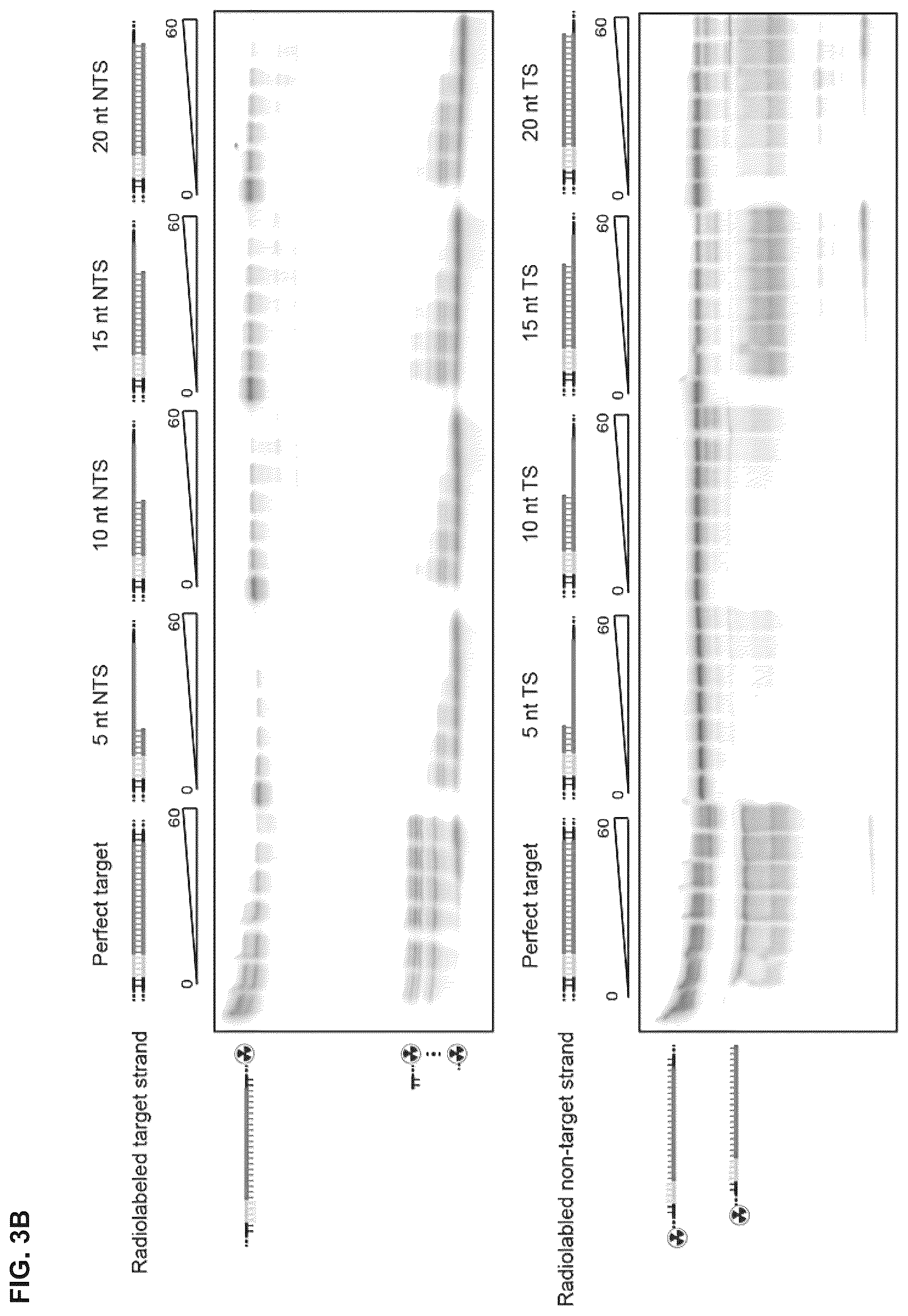 Patent US12319963 Figure 8 – Type V CRISPR/Cas effector proteins for cleaving ssDNAs and detecting target DNAs