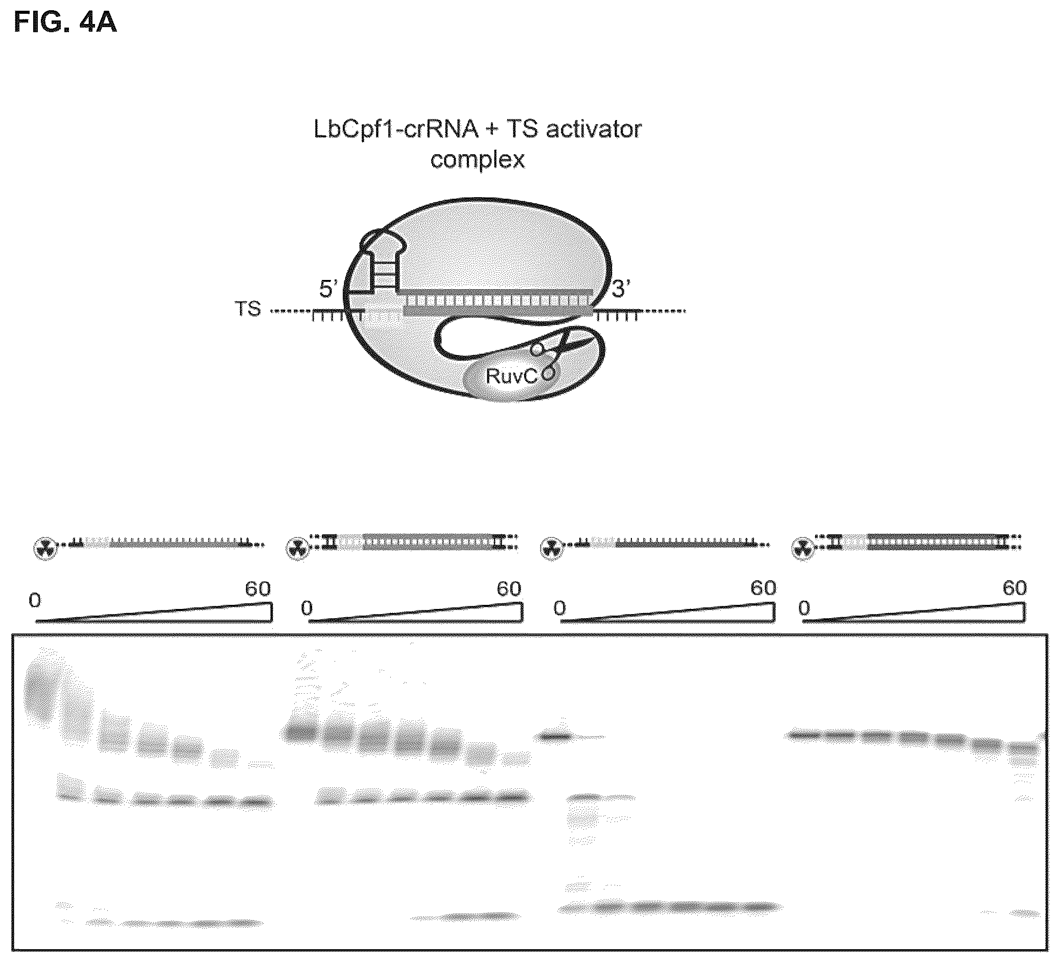 Patent US12319963 Figure 9 – Type V CRISPR/Cas effector proteins for cleaving ssDNAs and detecting target DNAs